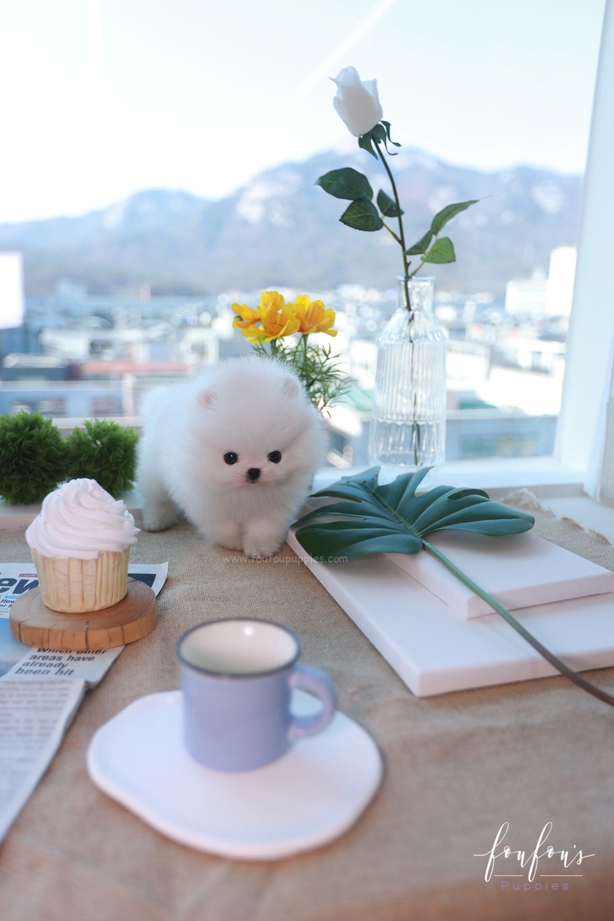Why Finding a Good Reputable Teacup Puppy Breeder is Important When Purchasing Puppies in Dubai