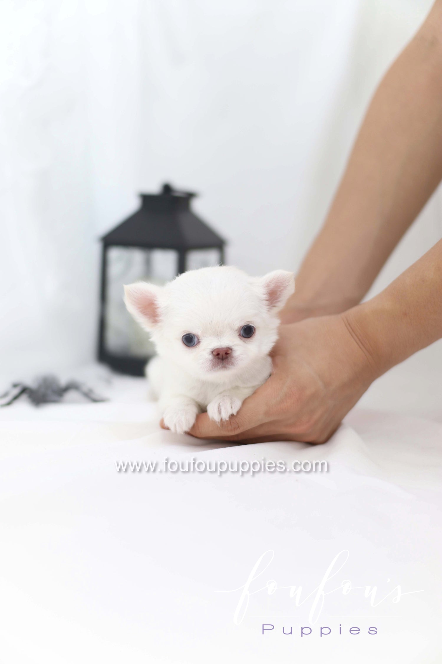 7 Family-Friendly Small Dog Breeds That Bring Joy to Every Home