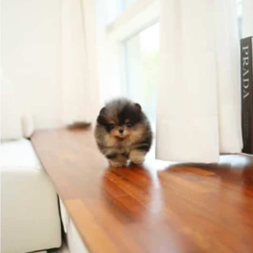 Pomeranian Mini Teacup Puppies For Sale Near Me Teacup Puppies