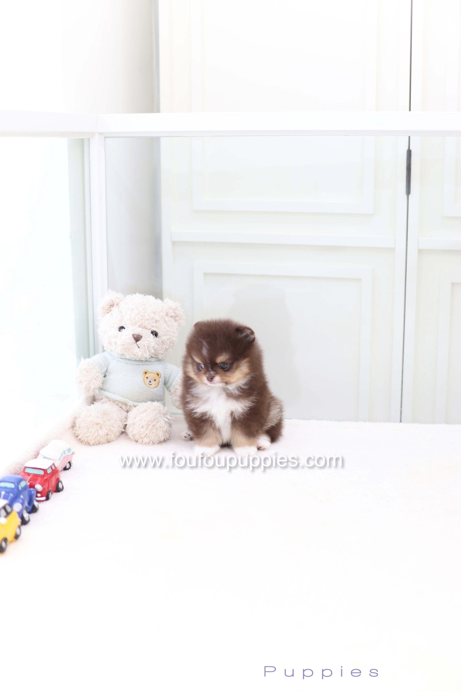Cake - Pomeranian M.