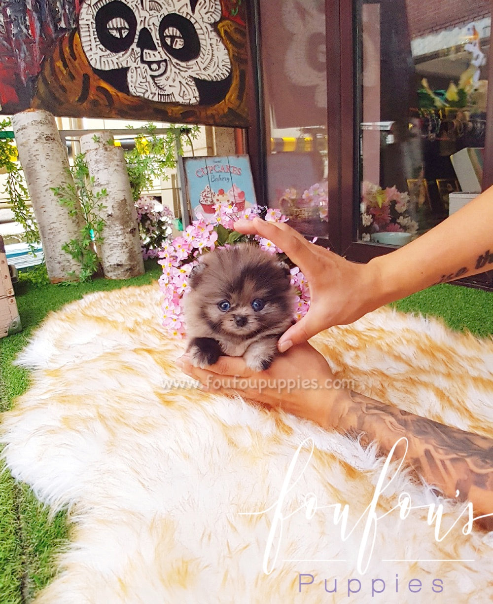 Acai - Pomeranian M.