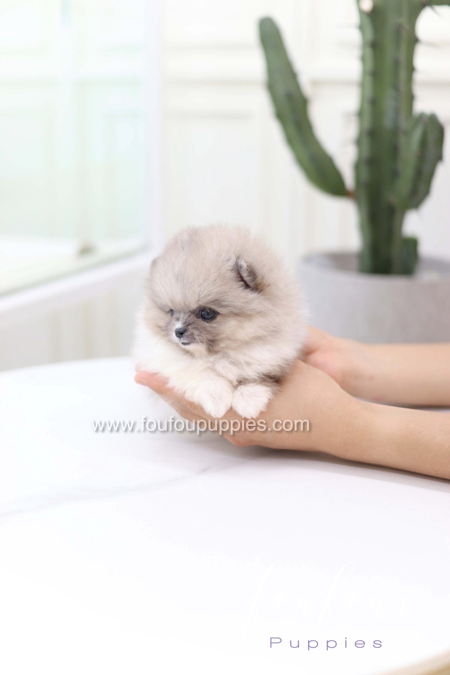 Zephyr - Pomeranian M.