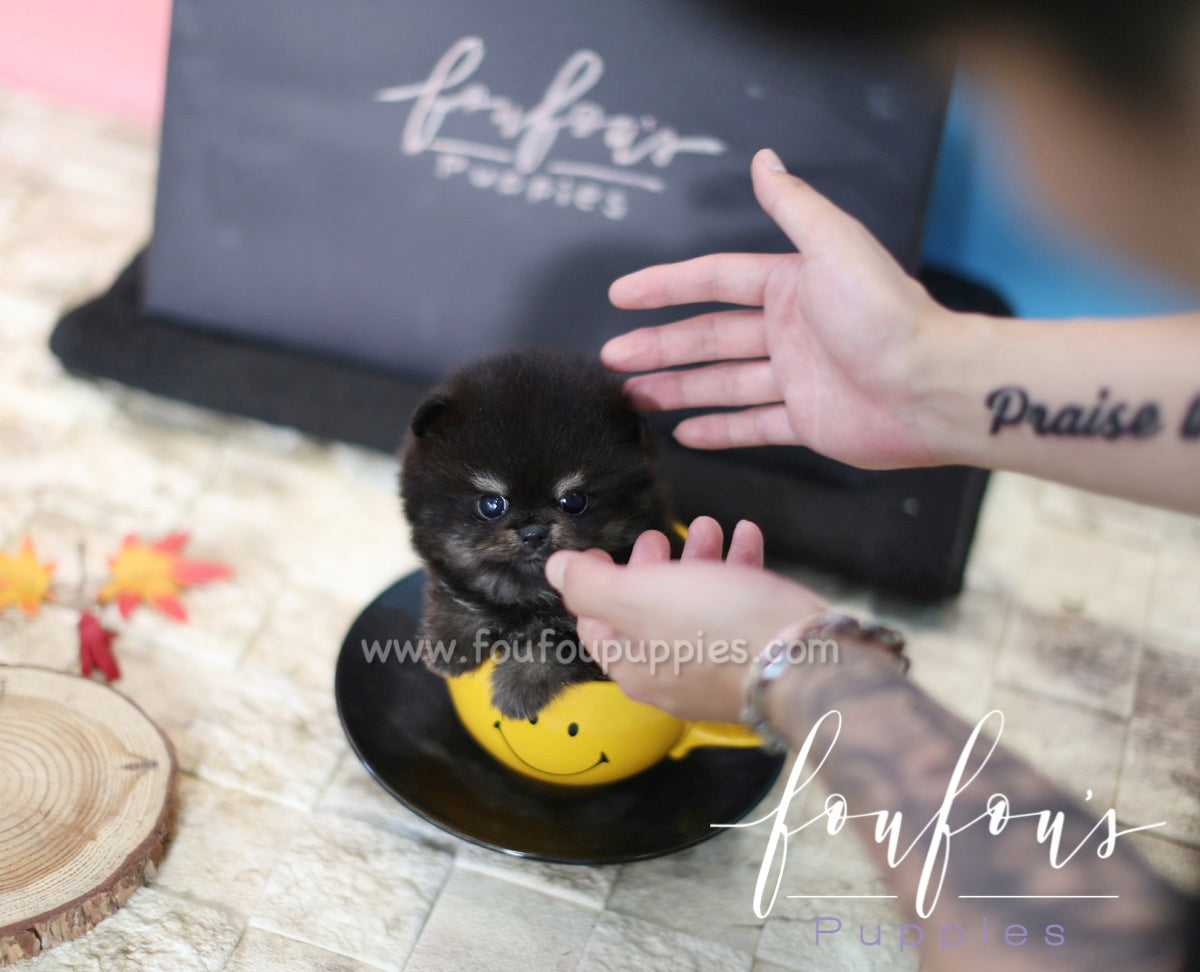 Jazz - Pomeranian M.