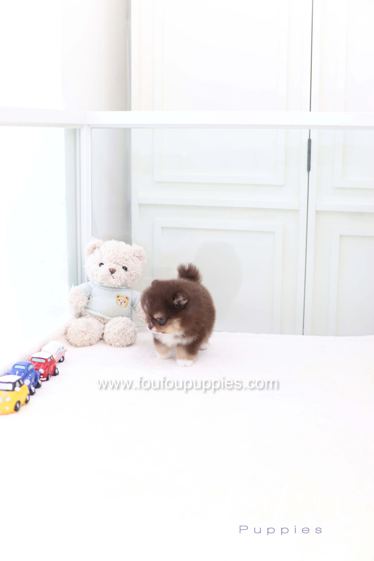 Cake - Pomeranian M.