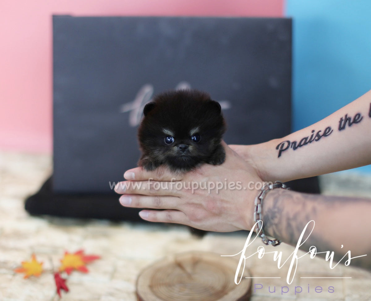 Jazz - Pomeranian M.