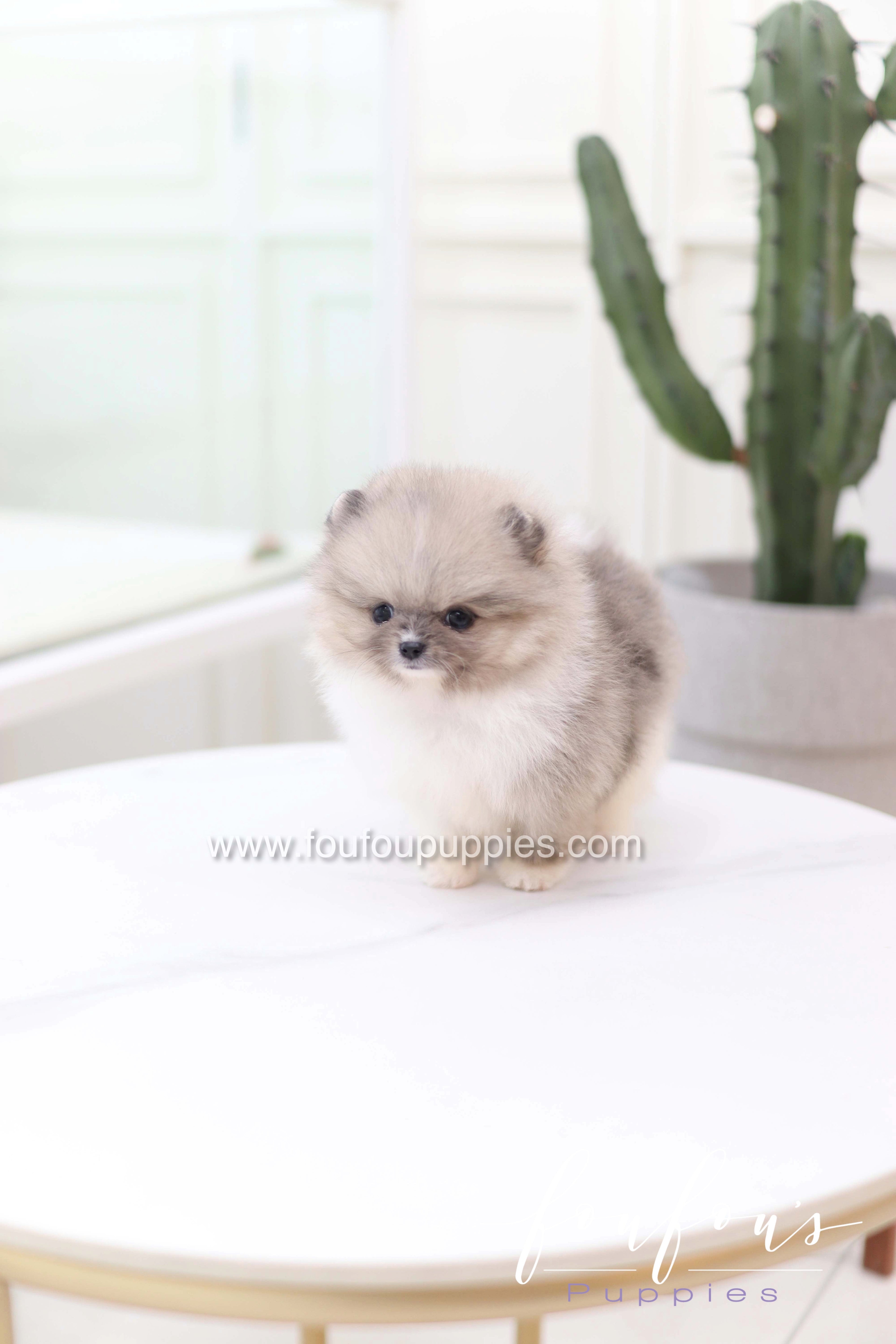 Zephyr - Pomeranian M.
