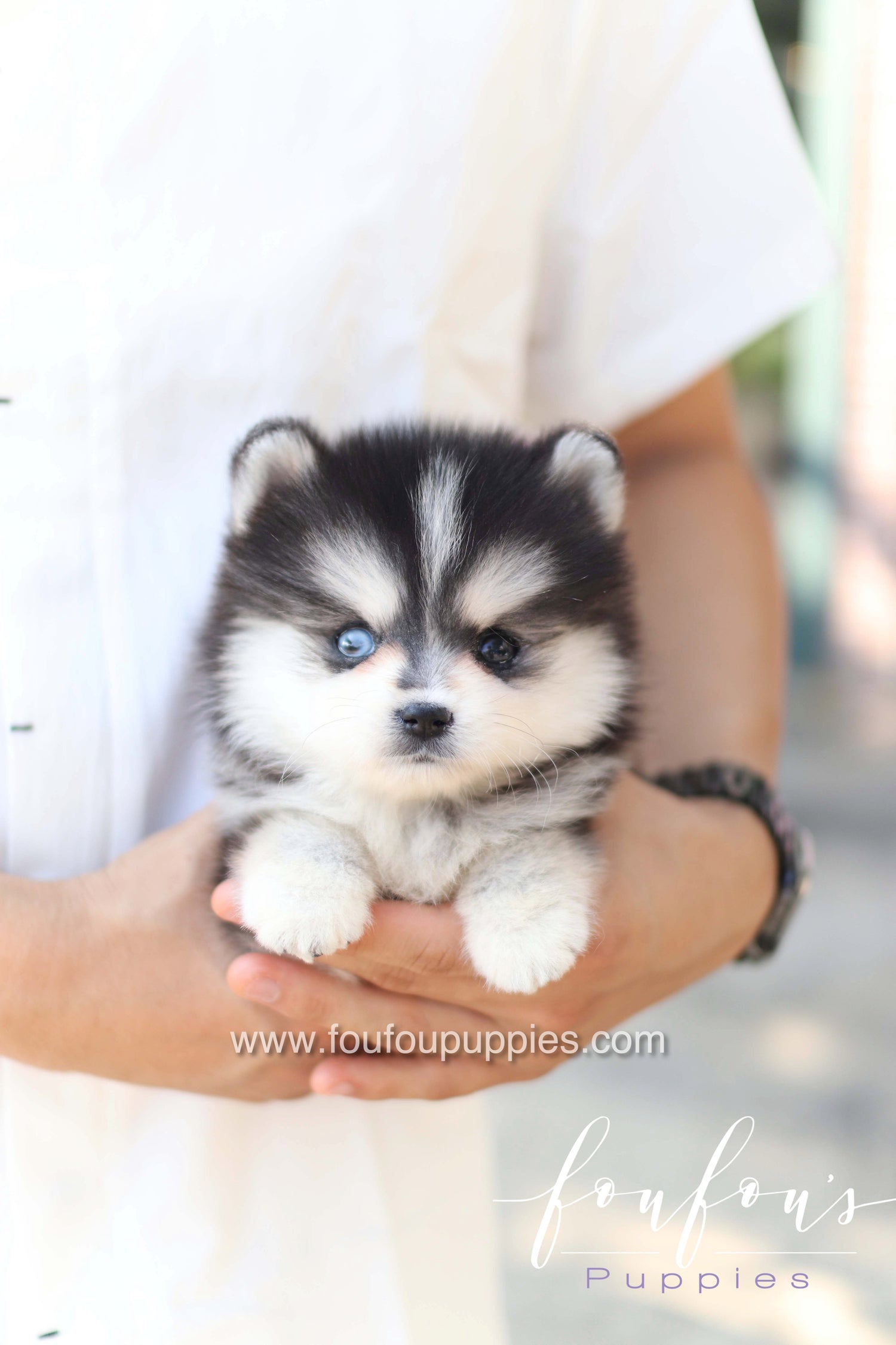 Moíshi - Pomsky M.