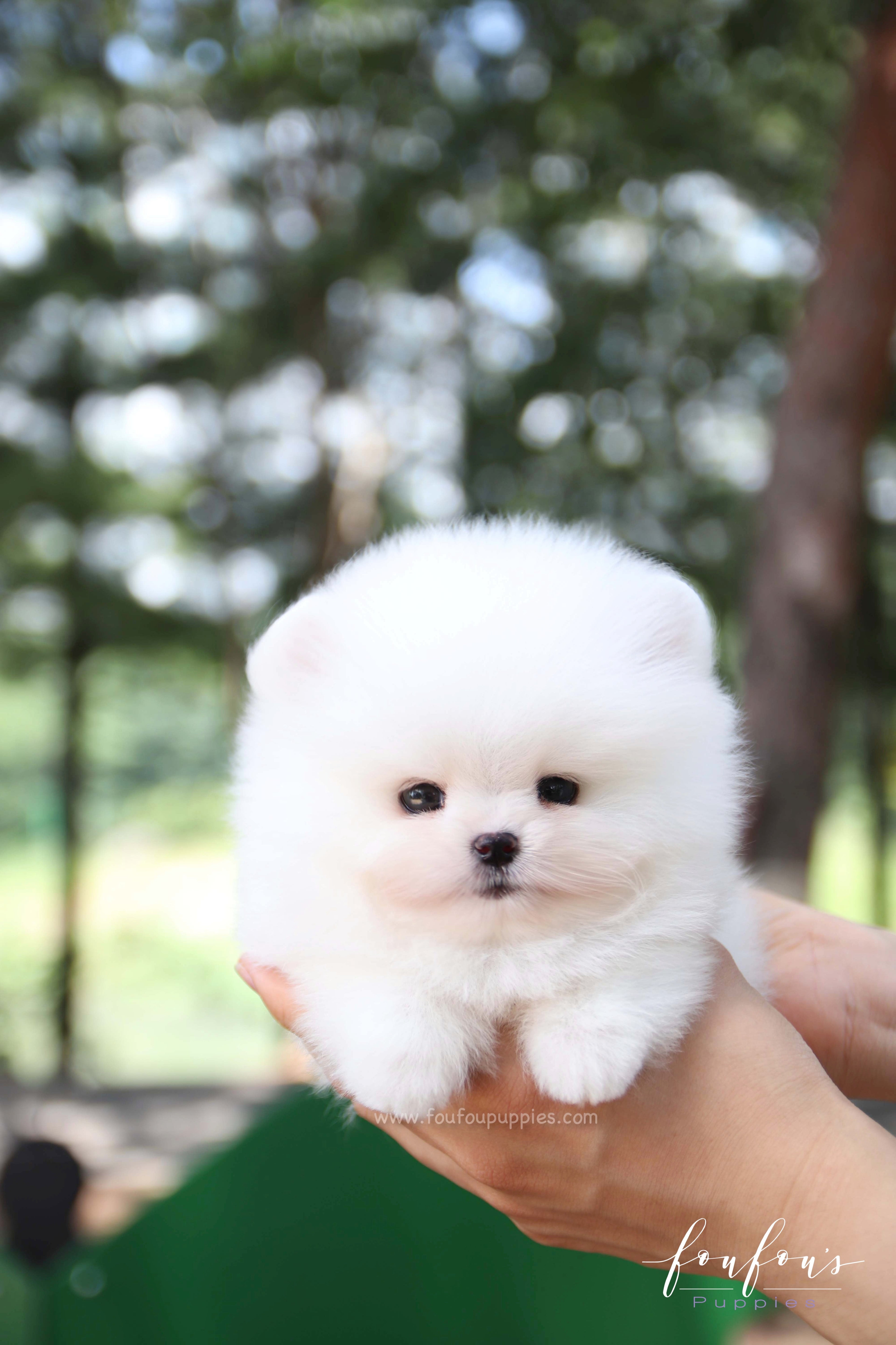 Nova - Pomeranian M.