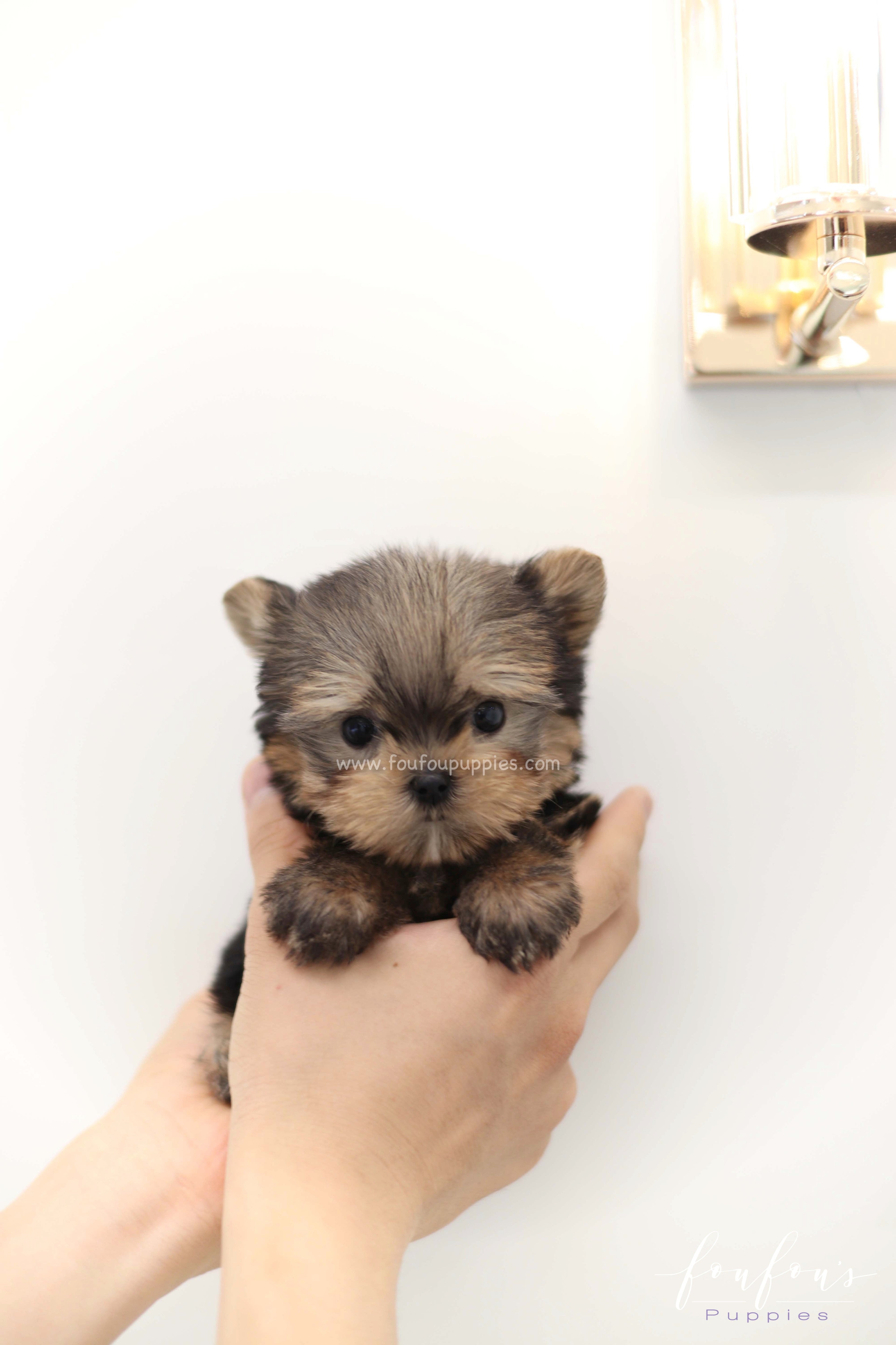 Fairy - Yorkshire Terrier F.