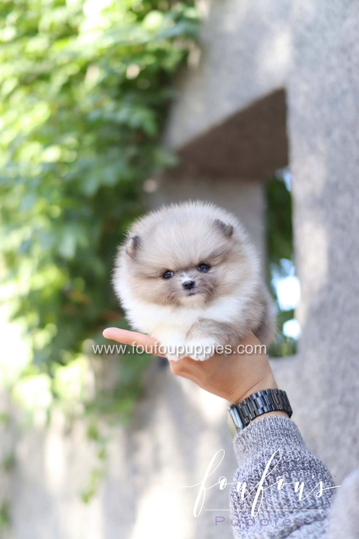 Zephyr - Pomeranian M.