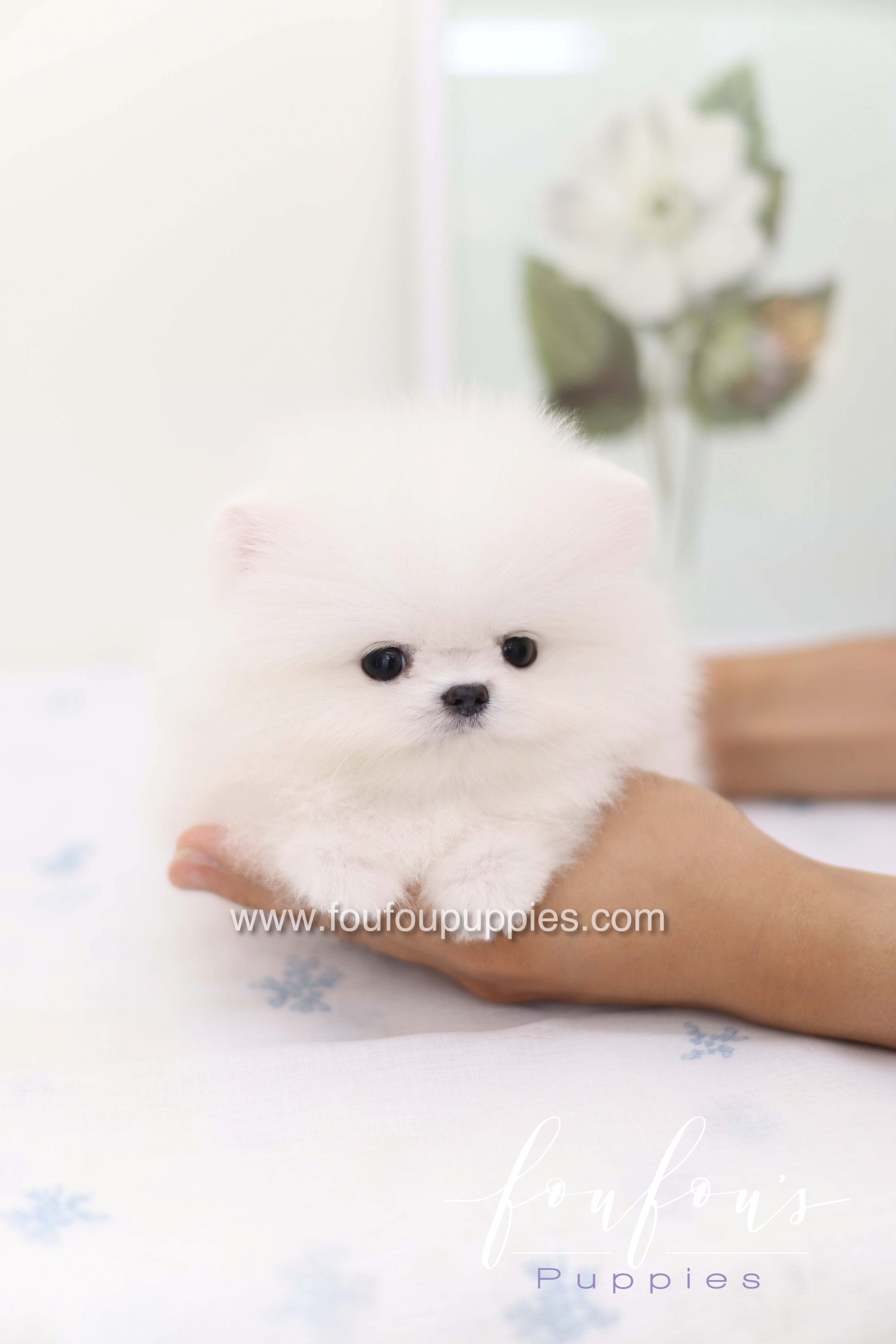 Boo - Pomeranian M.