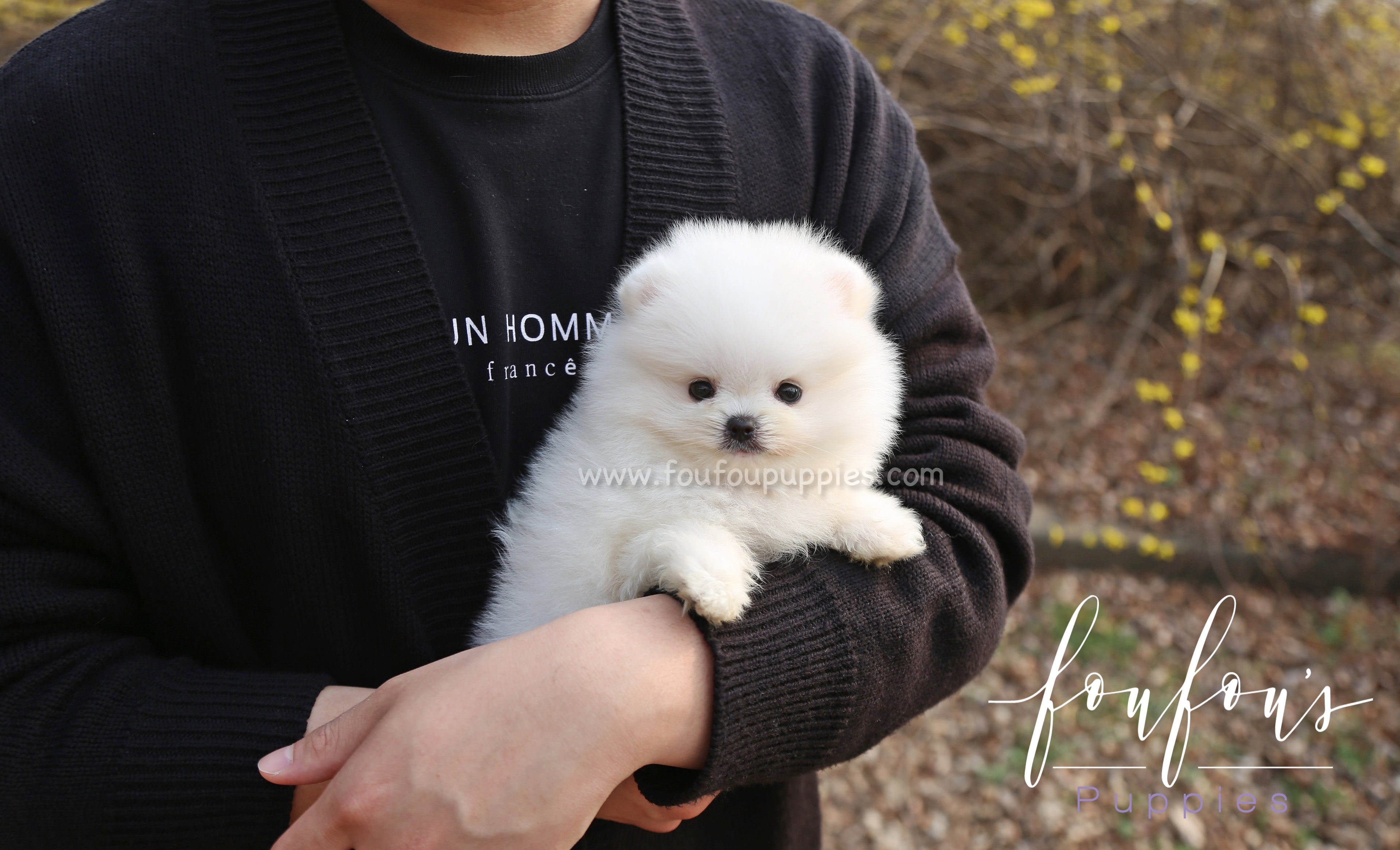 Barney - Pomeranian M.