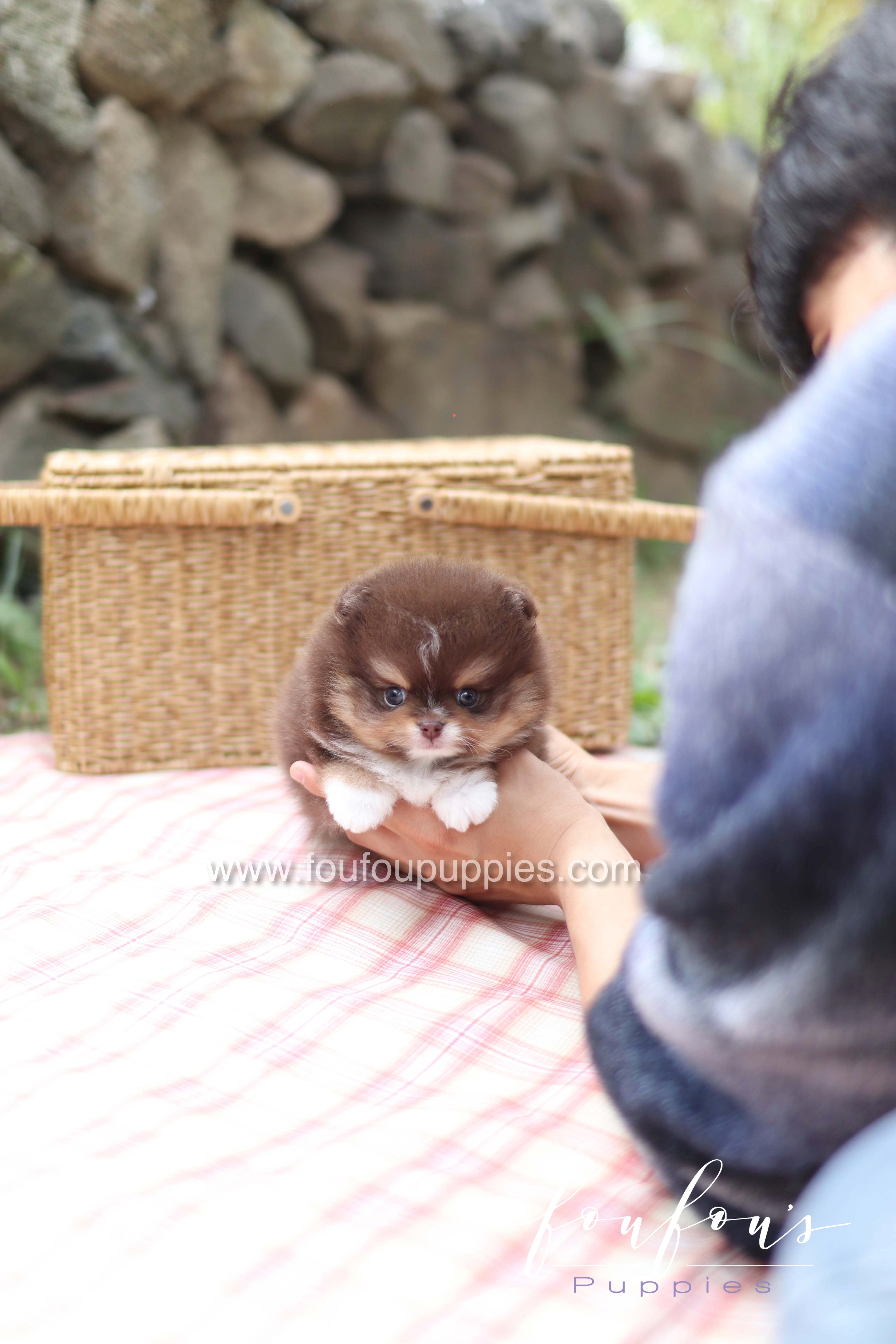 Cake - Pomeranian M.
