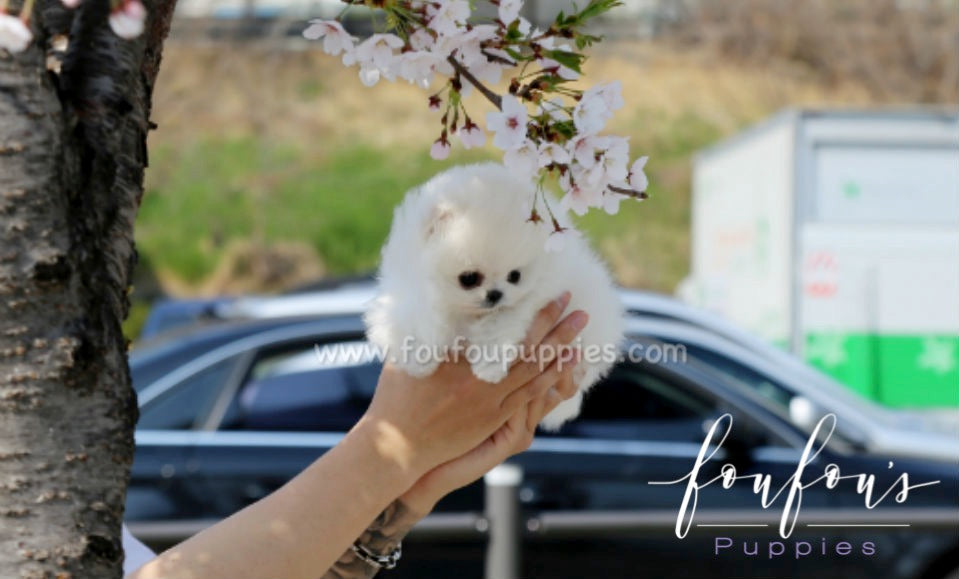 Richie - Pomeranian M.