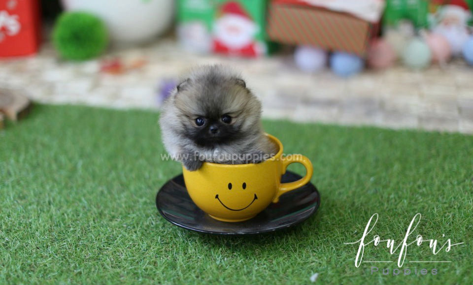 Luna - Pomeranian F.
