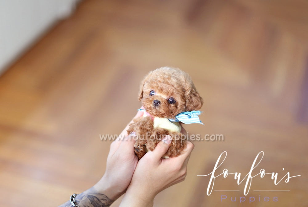 Bae - Poodle M.