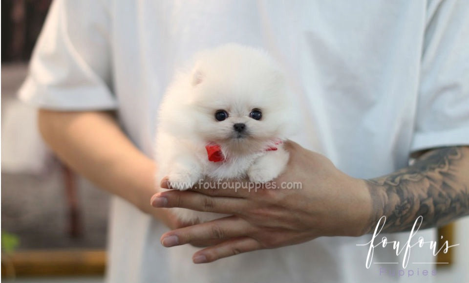 Adele - Pomeranian F.