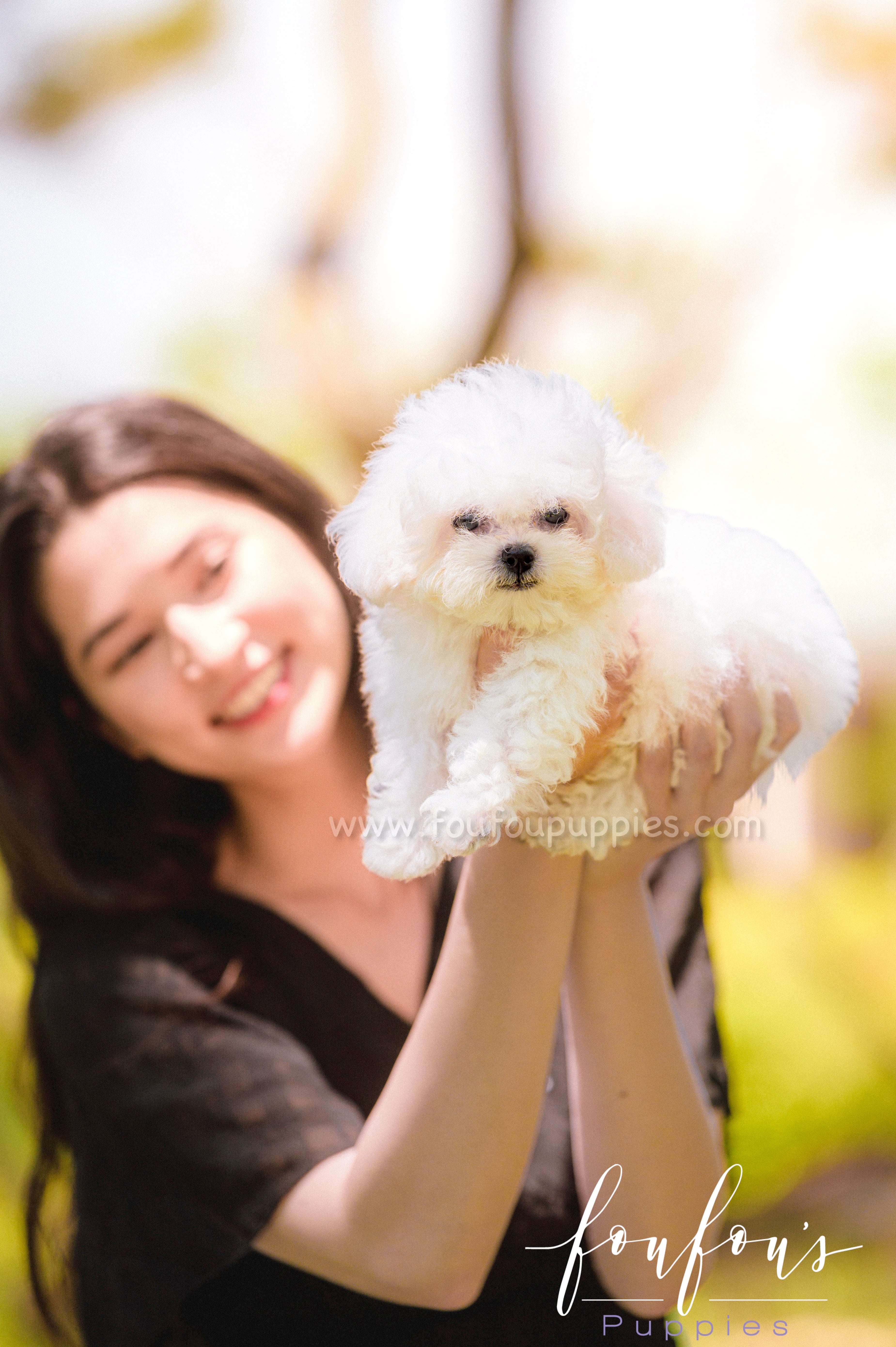 Teacup Bichon Frise Puppy
