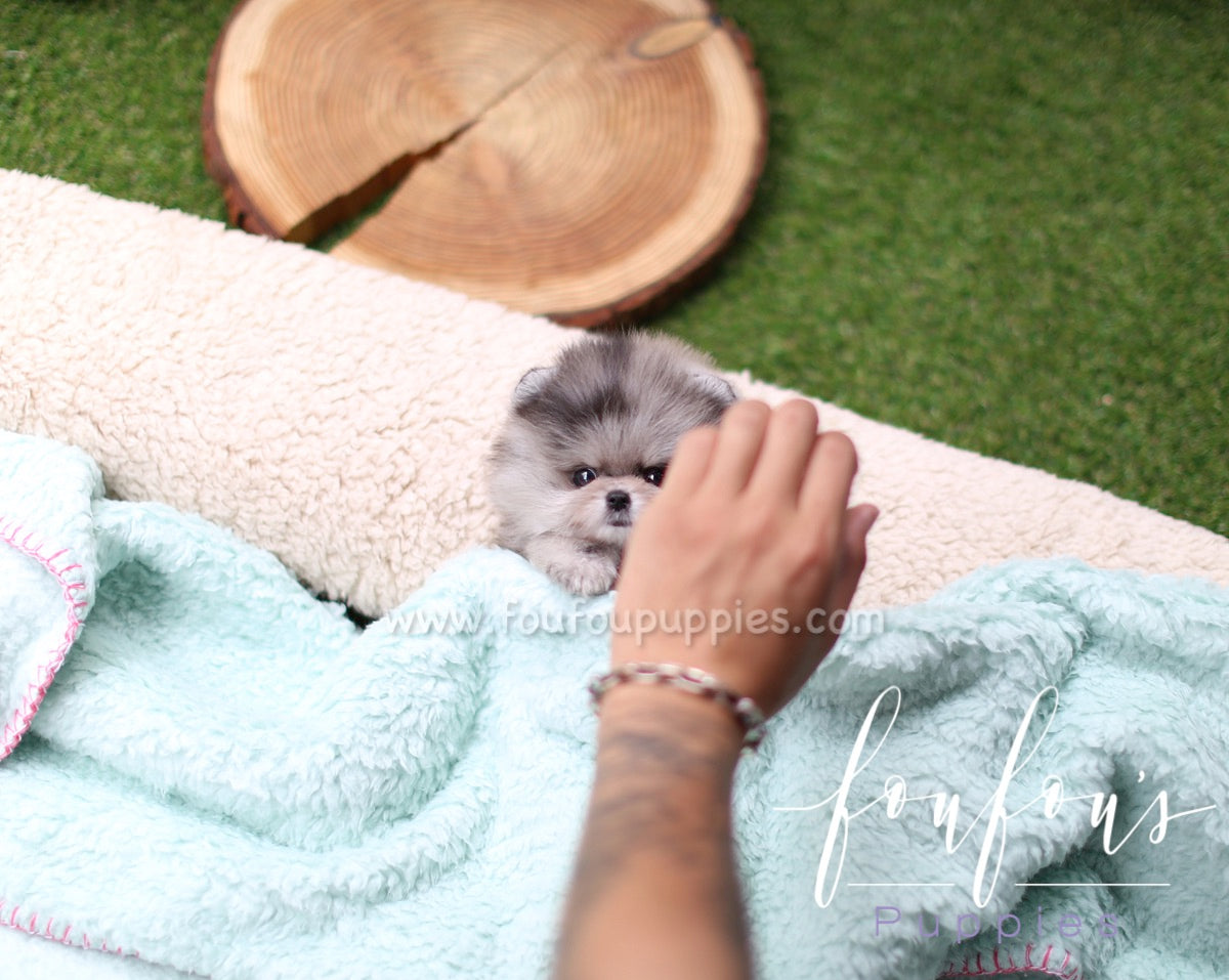 Marble - Pomeranian F.