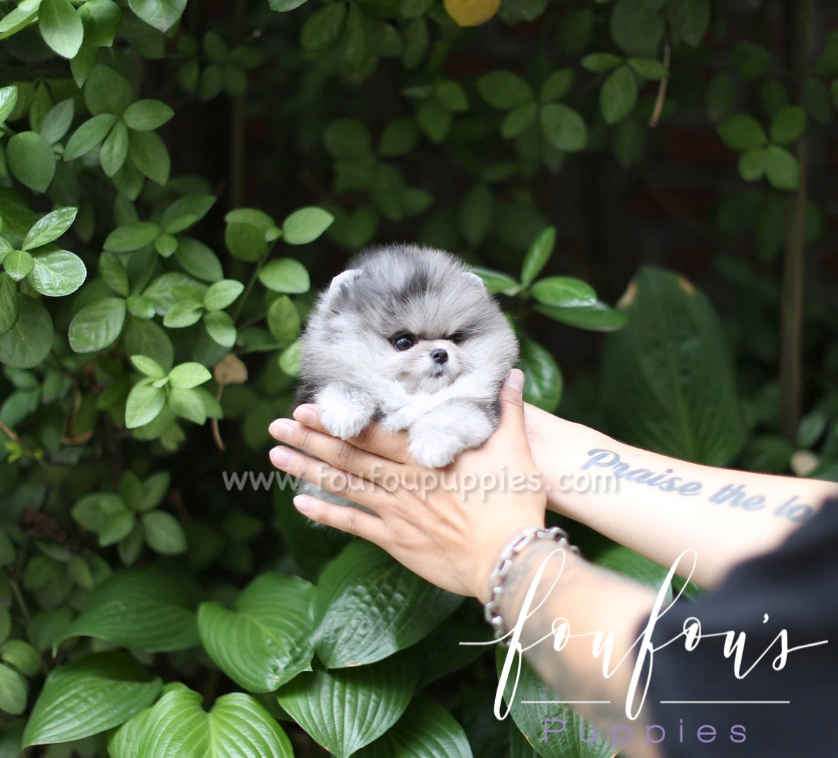 Marble - Pomeranian F.