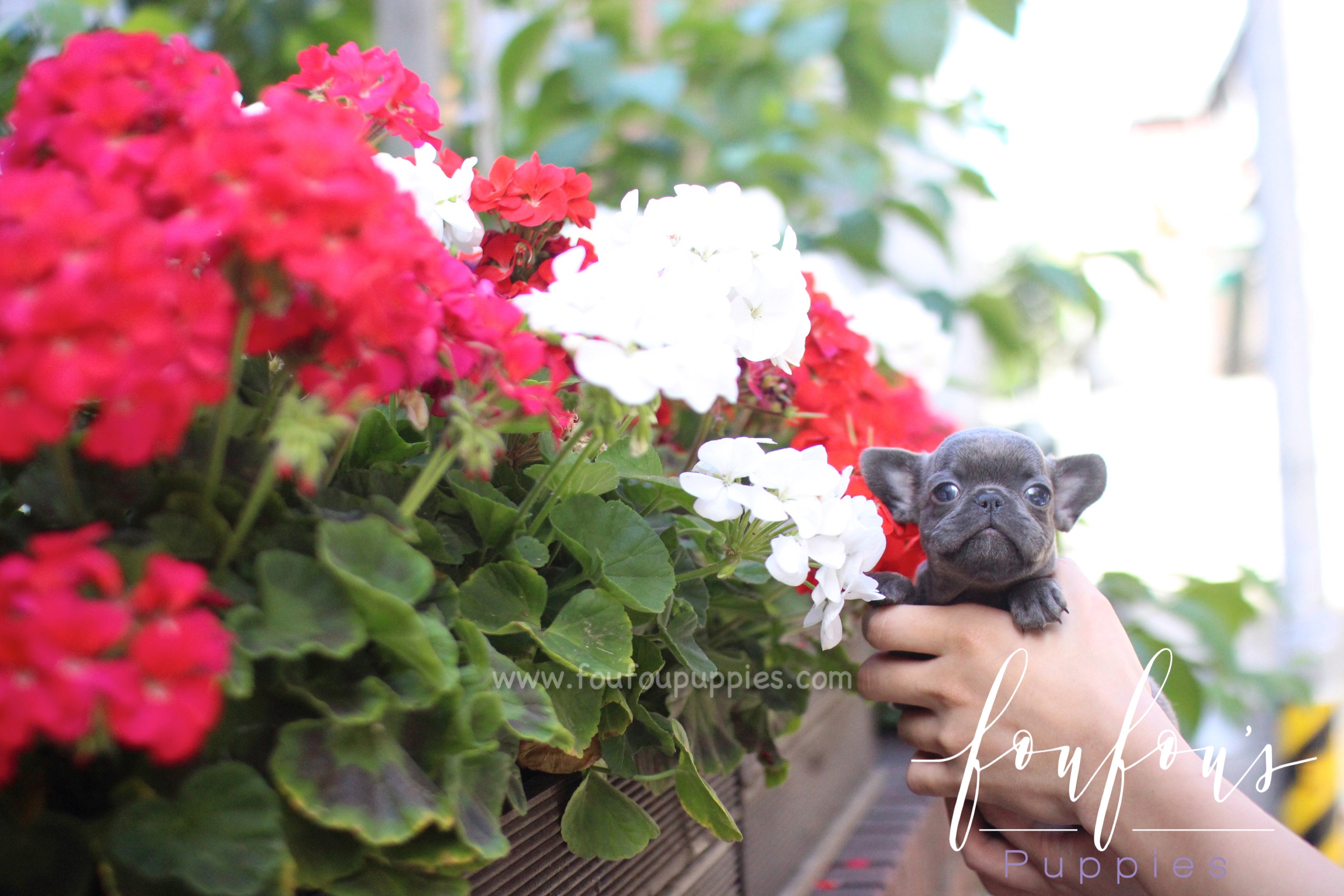 Bella - French Bulldog F.