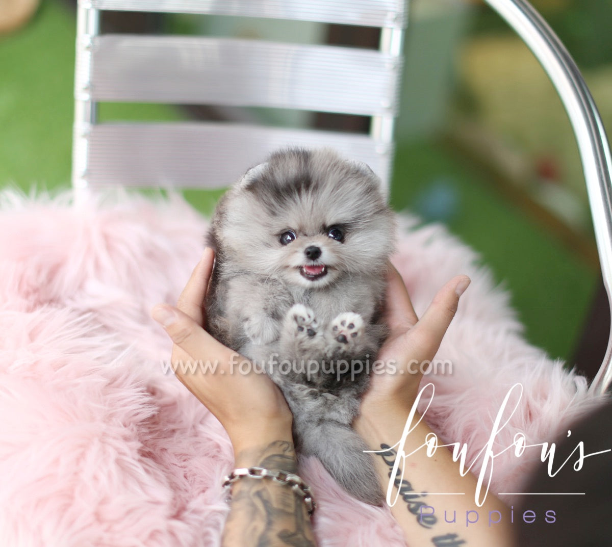 Marble - Pomeranian F.