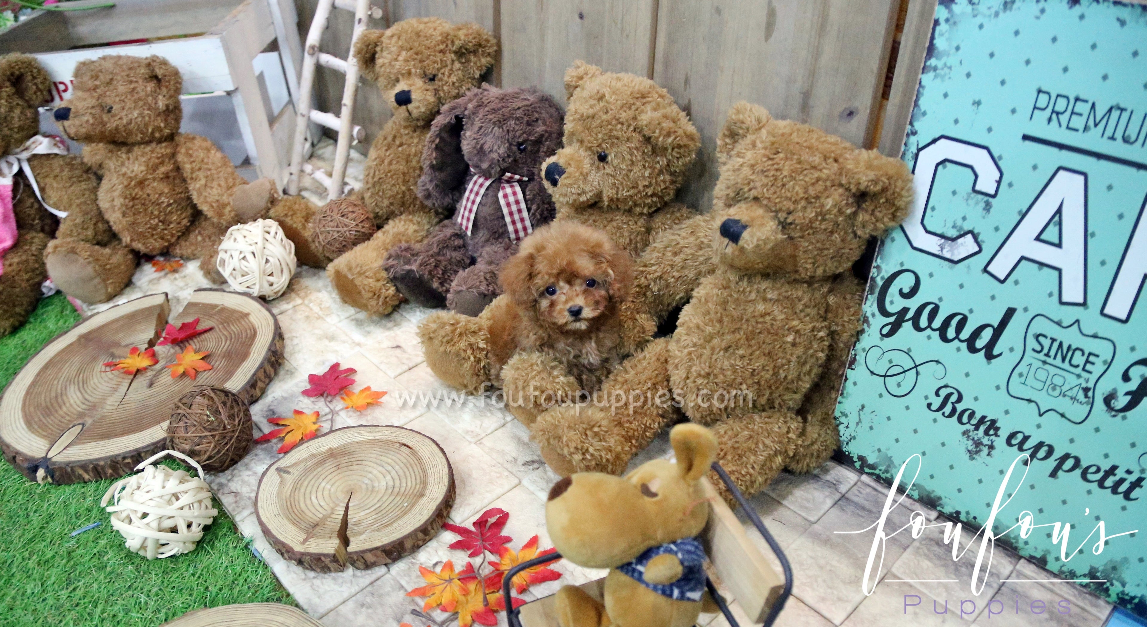 Dolly - Poodle F.