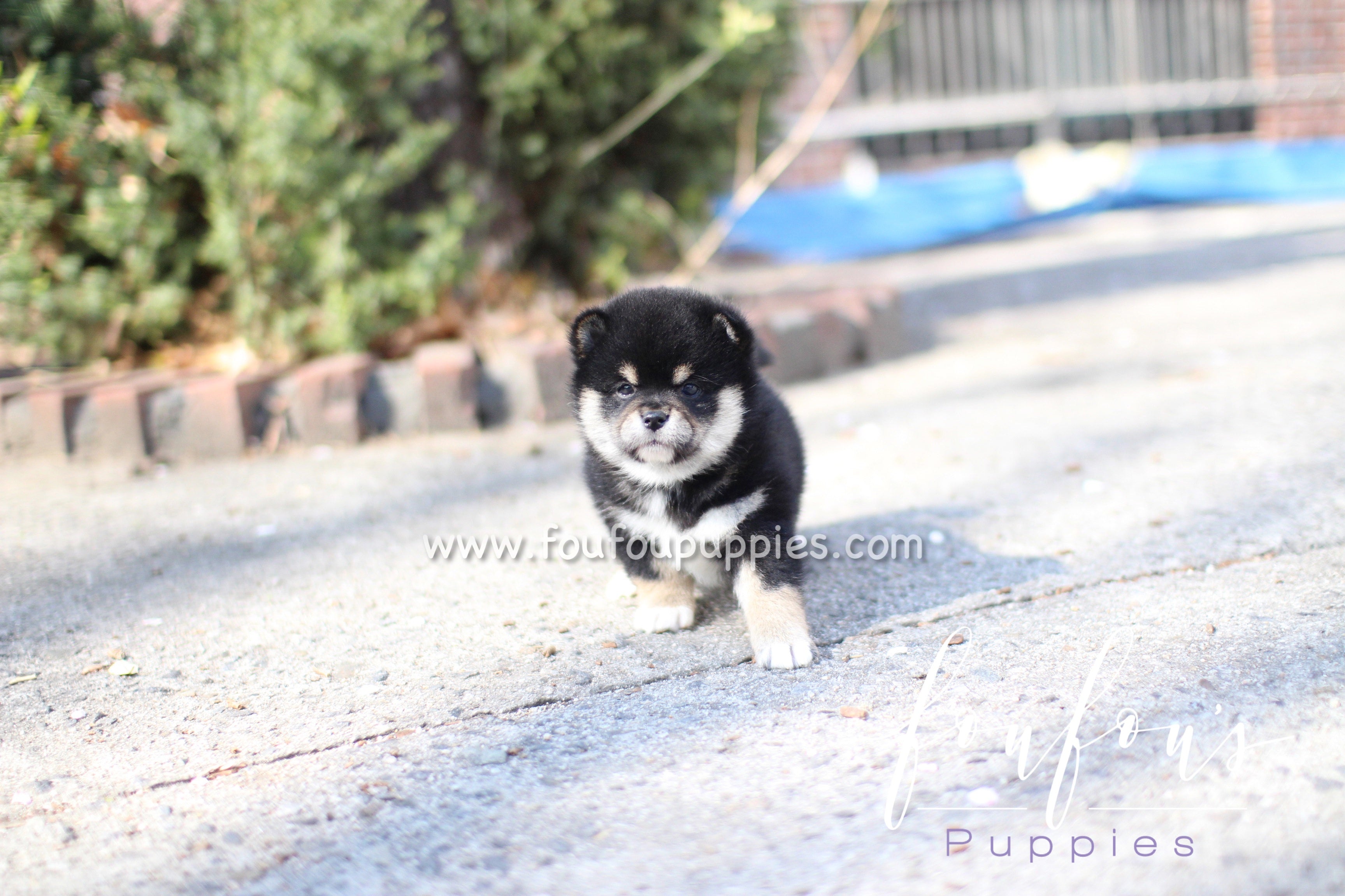 Biggie - Shiba Inu M.