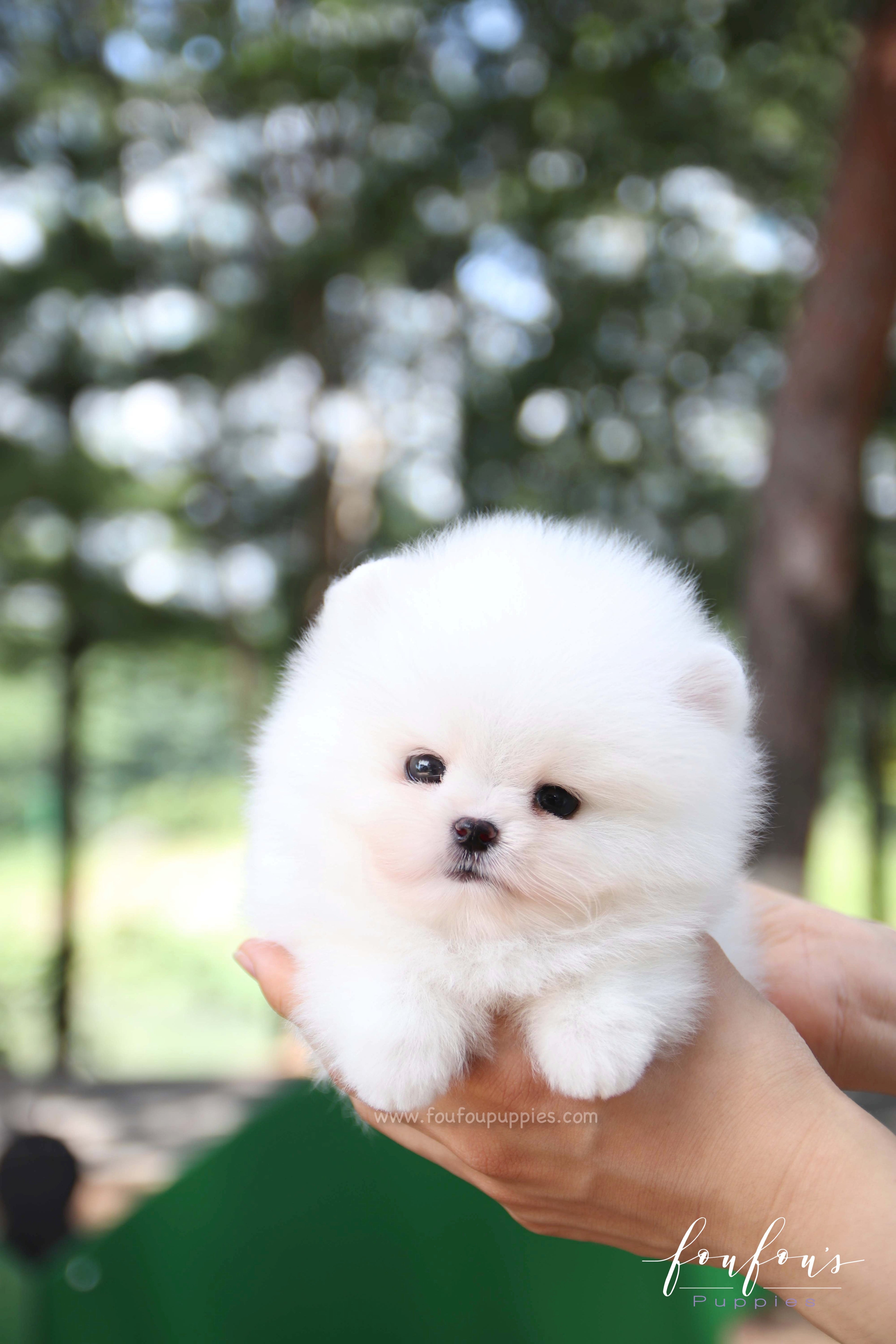 Nova - Pomeranian M.