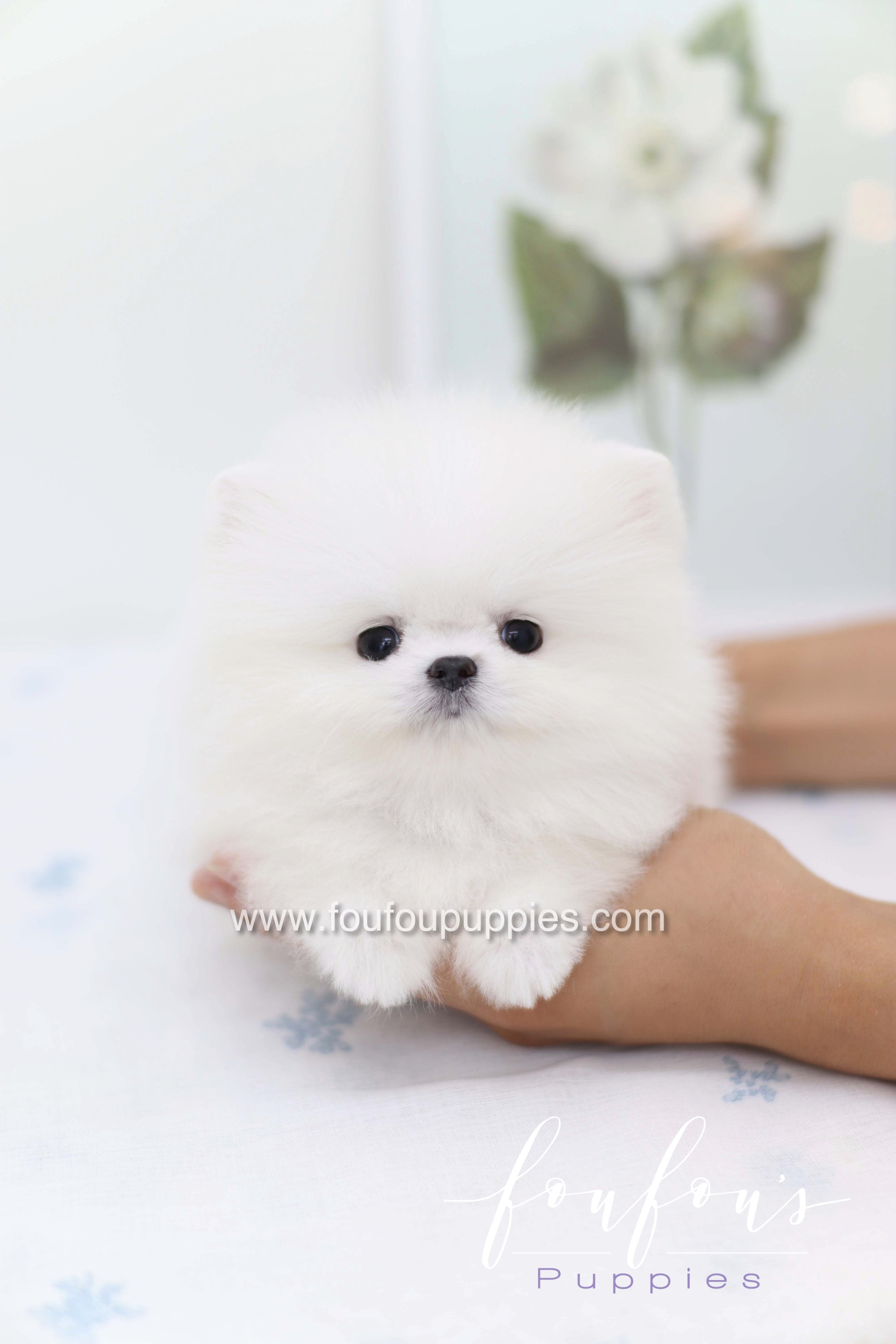 Boo - Pomeranian M.