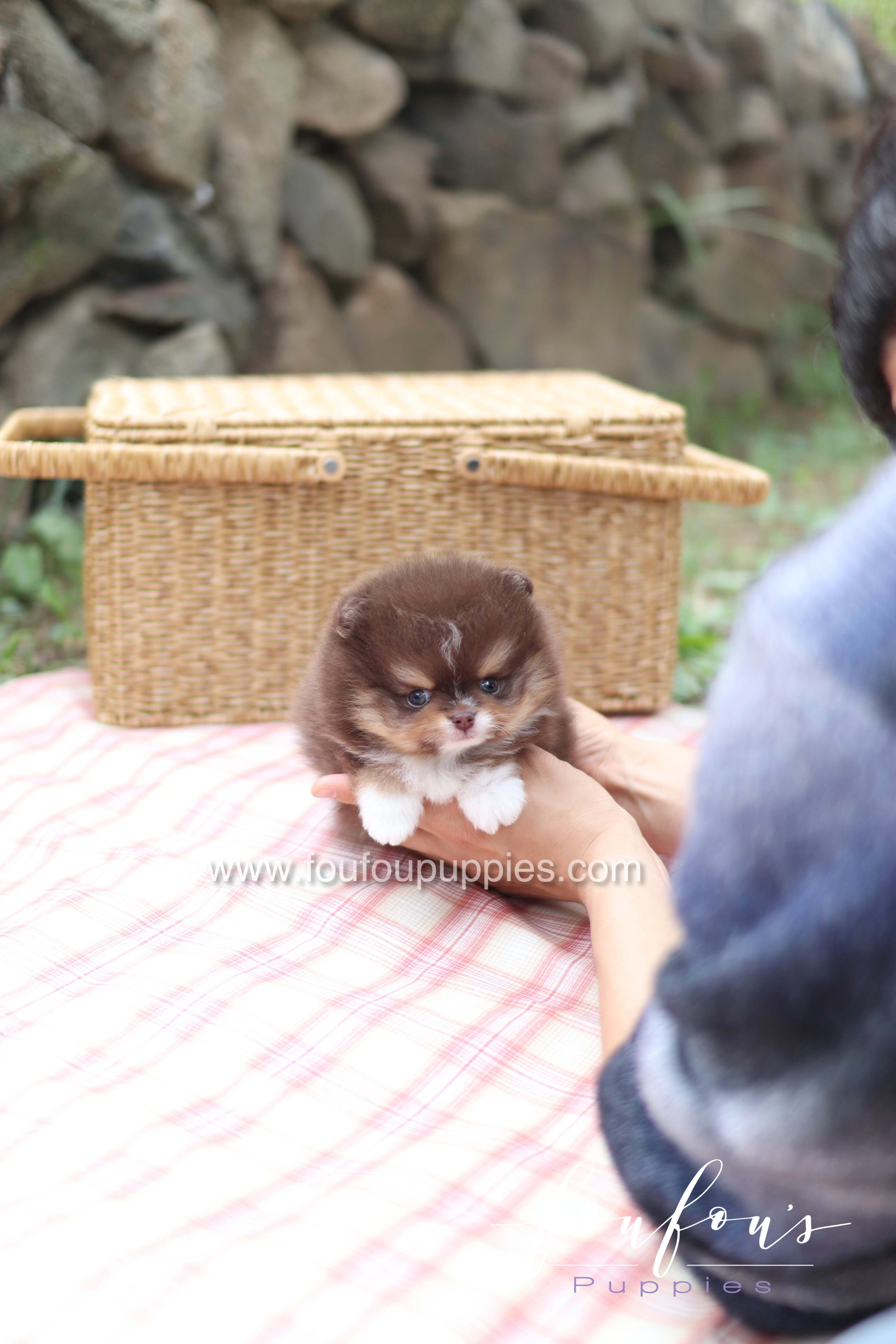 Cake - Pomeranian M.