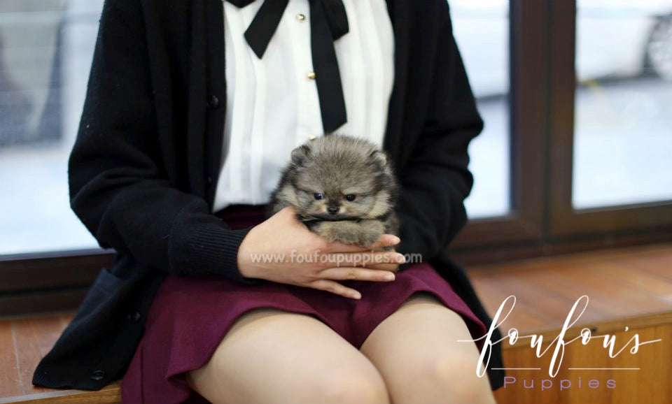Titan - Pomeranian M.
