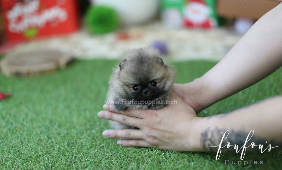 Luna - Pomeranian F.