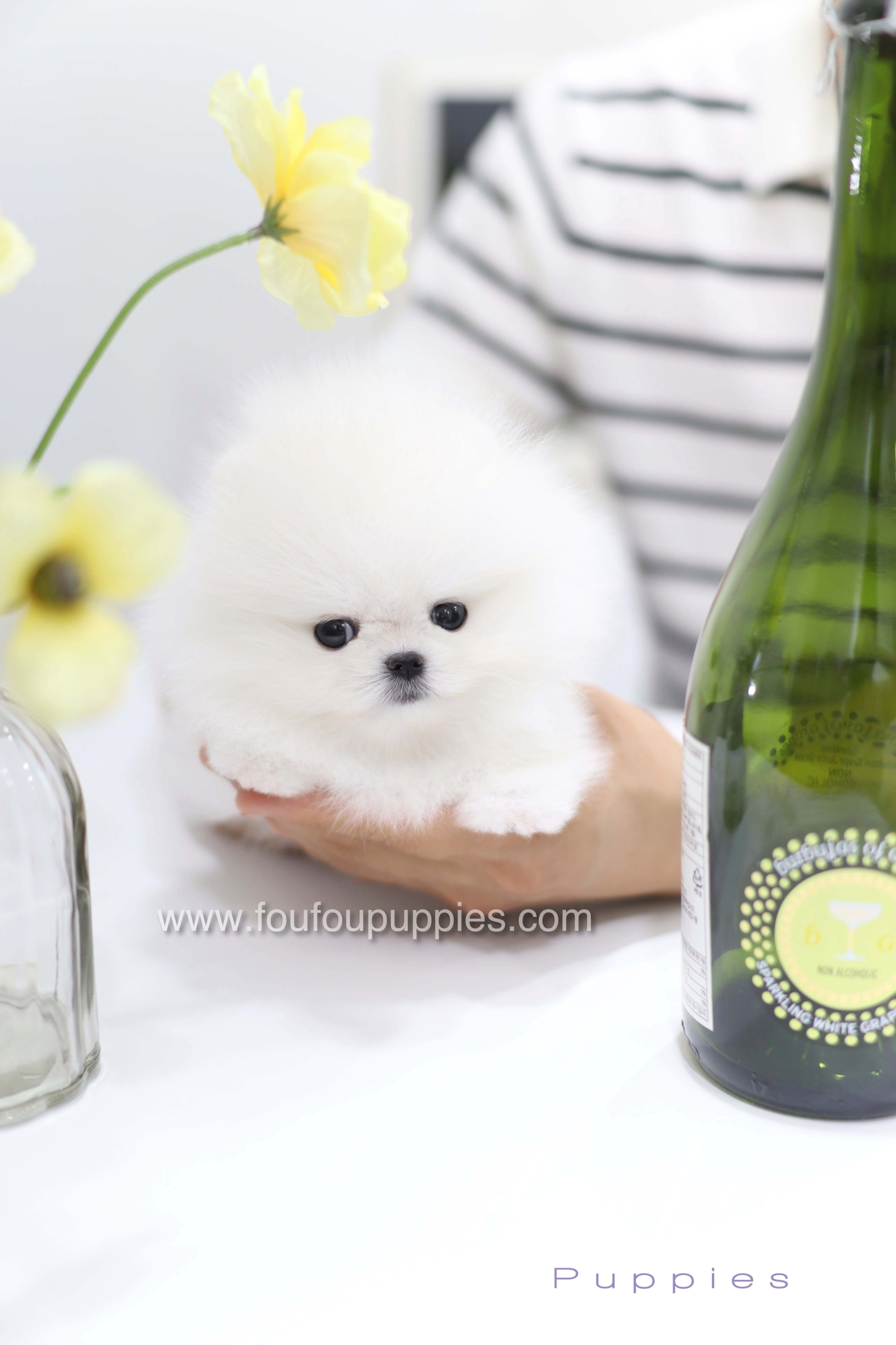 Teddy - Pomeranian M.