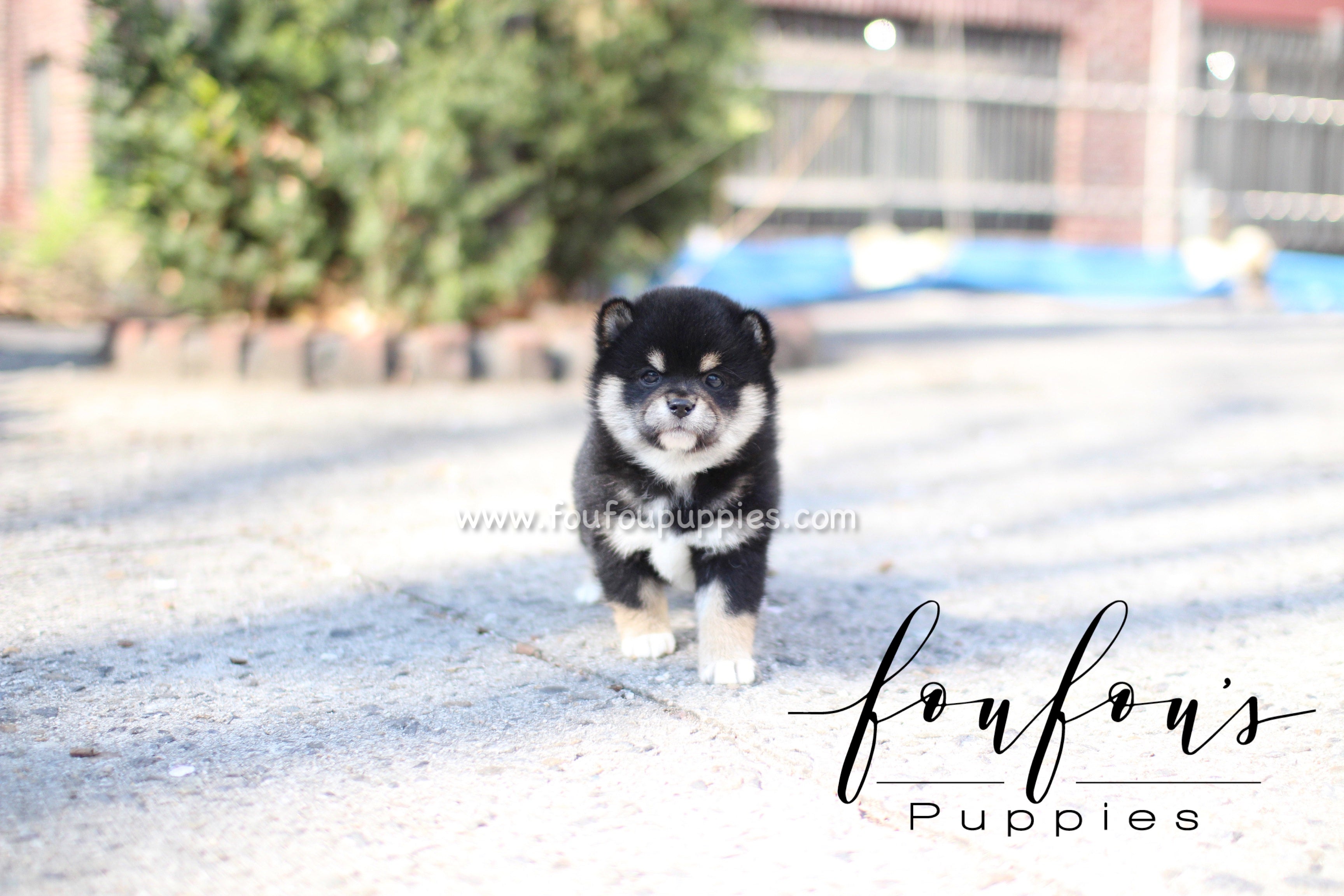 Biggie - Shiba Inu M.