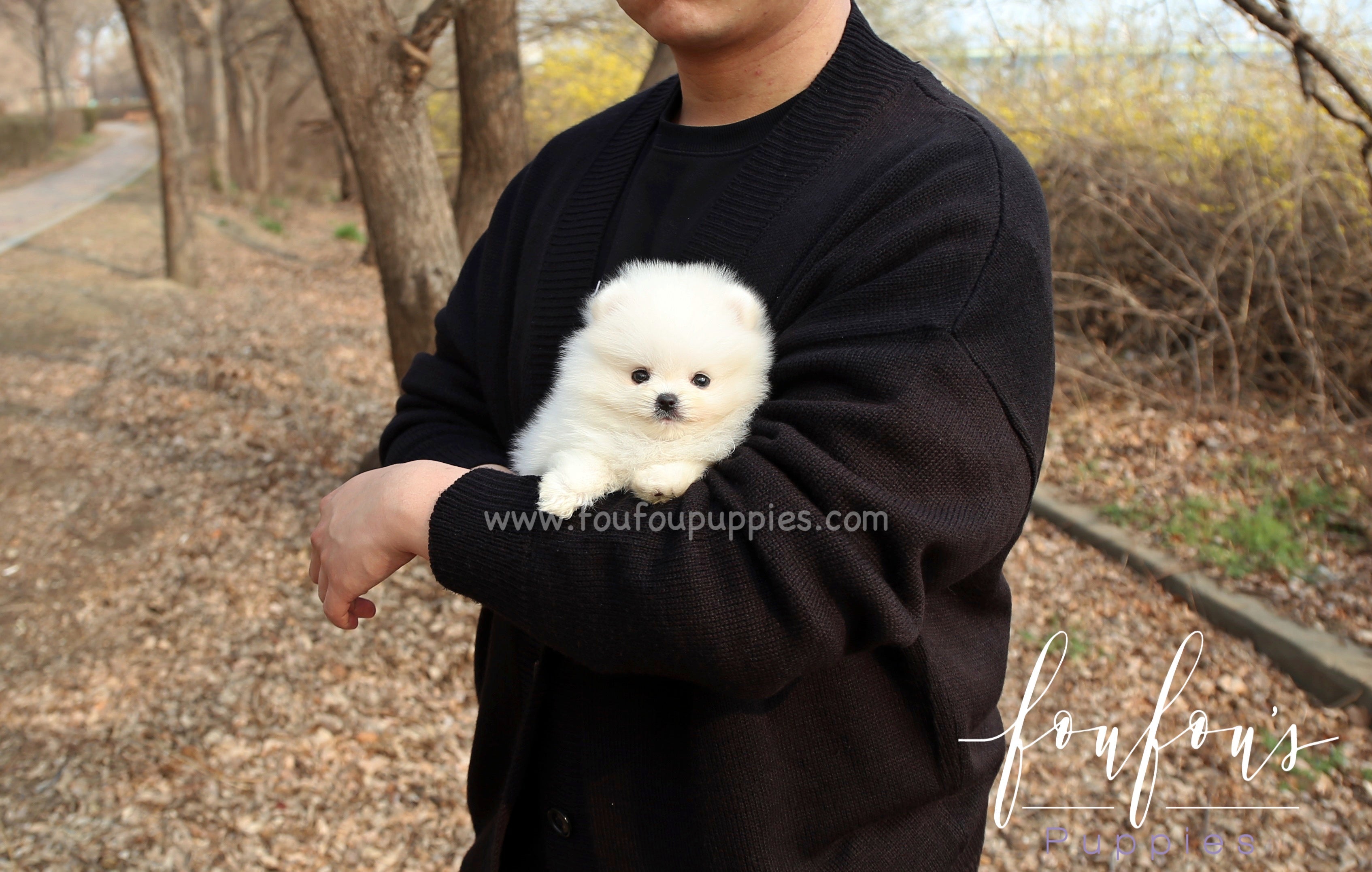 Barney - Pomeranian M.