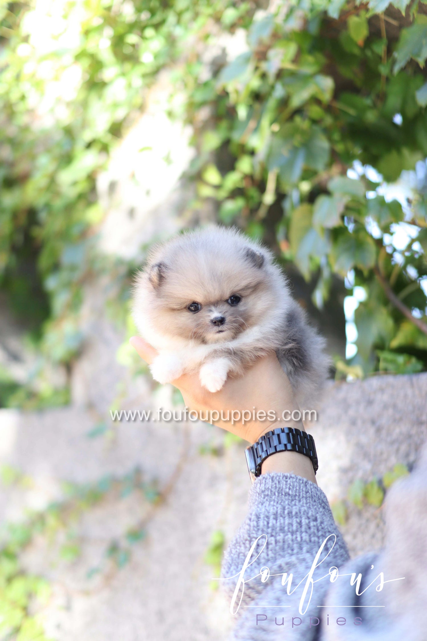 Zephyr - Pomeranian M.