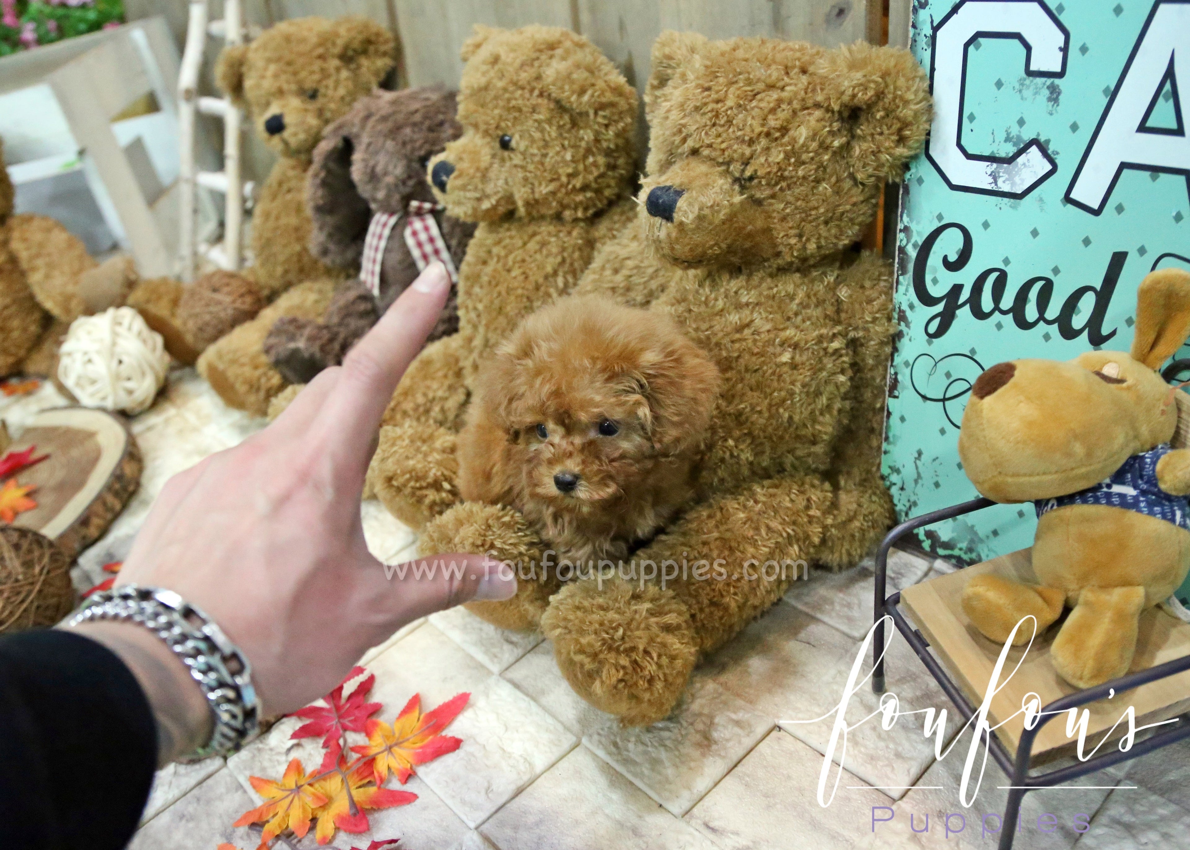 Dolly - Poodle F.