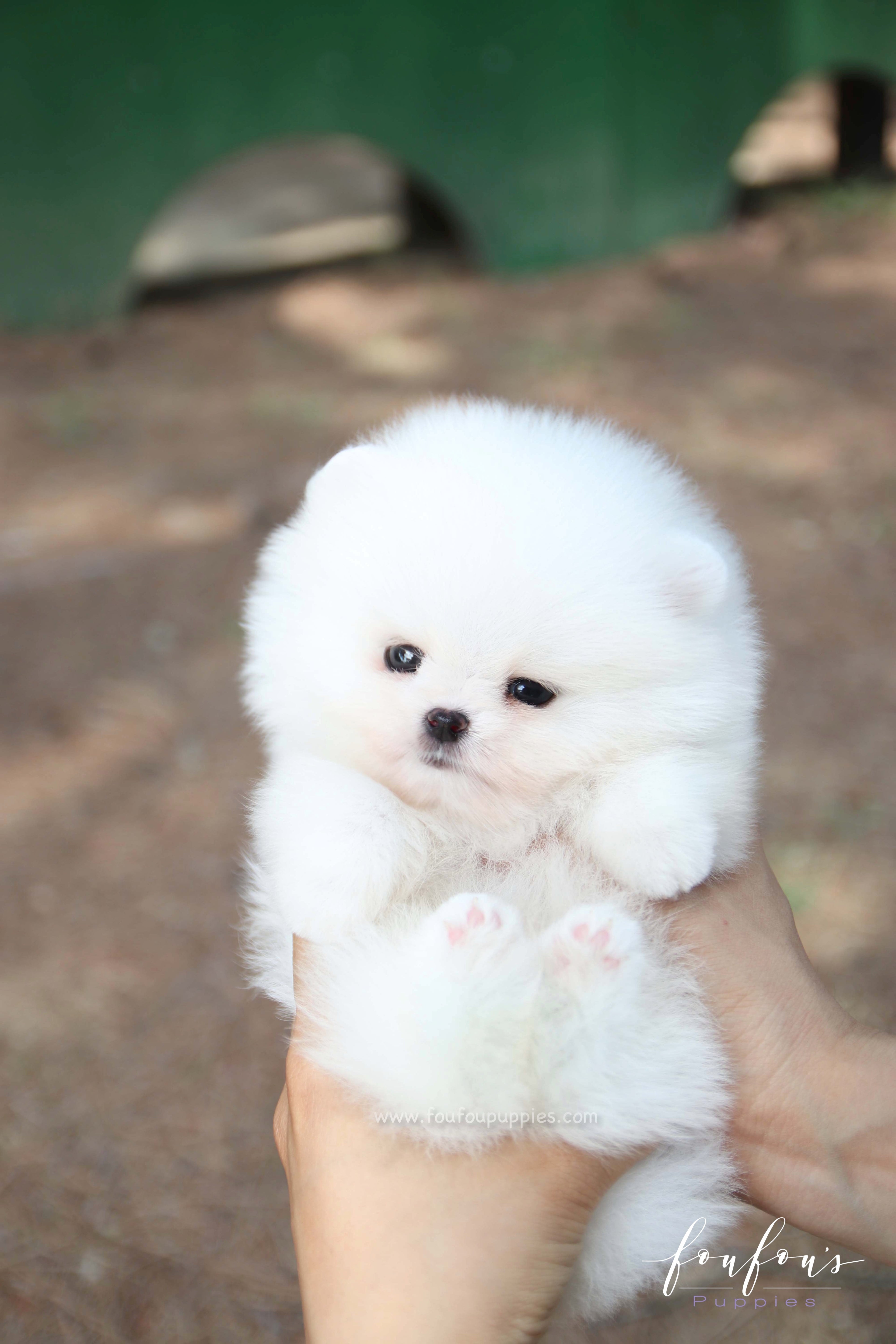 Nova - Pomeranian M.