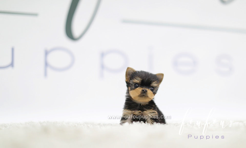 Tia - Yorkie F.
