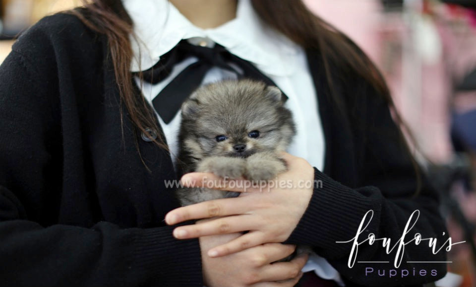 Titan - Pomeranian M.