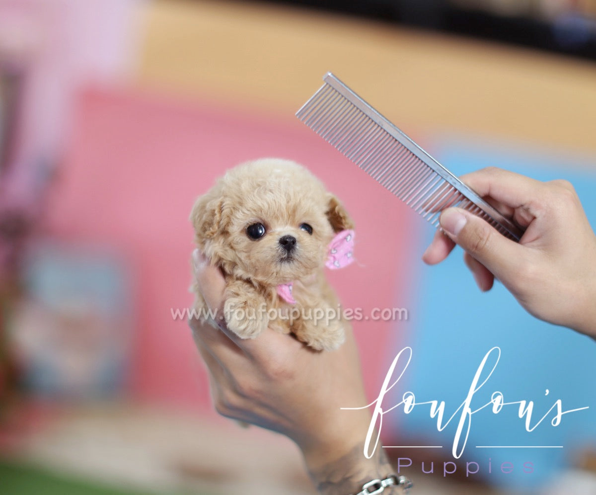 Minnie - Poodle F.