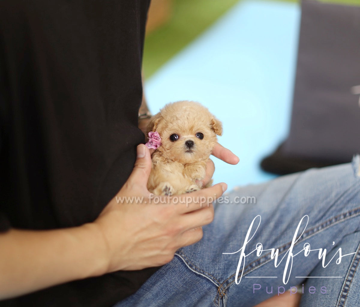Minnie - Poodle F.