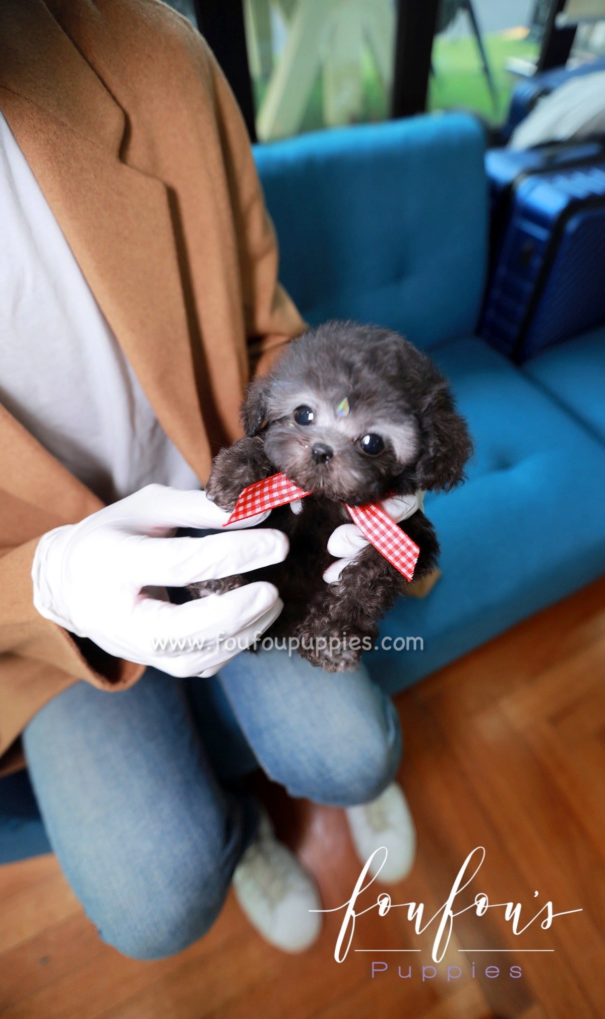 Dahlia - Poodle F.