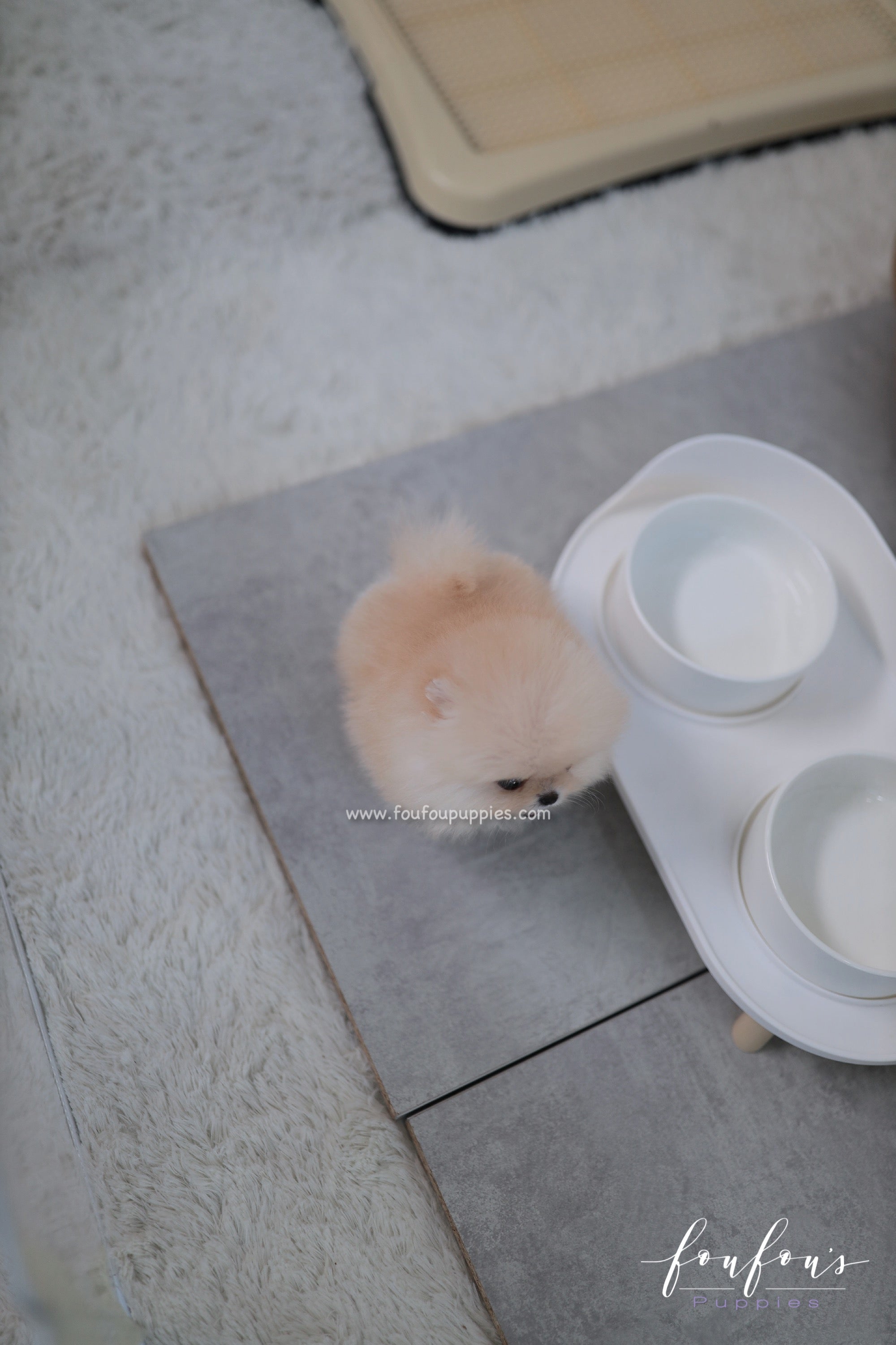 Duke - Pomeranian M.