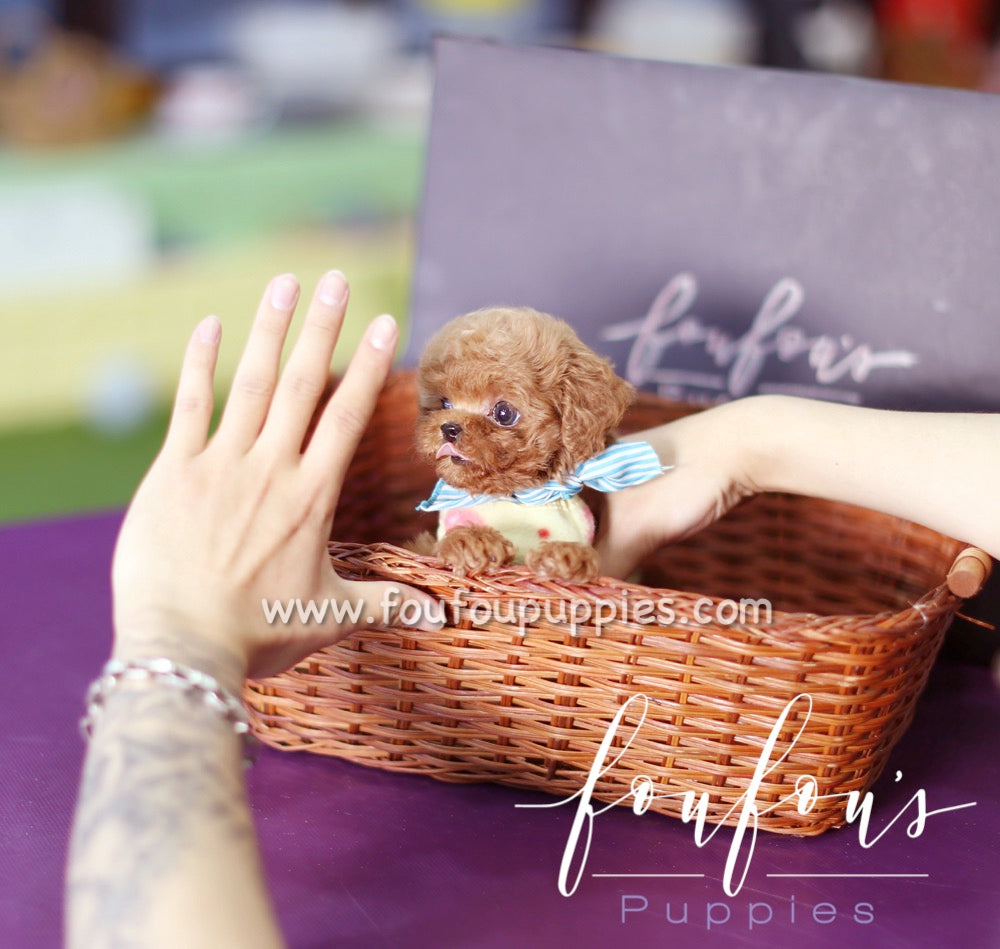 Bae - Poodle M.