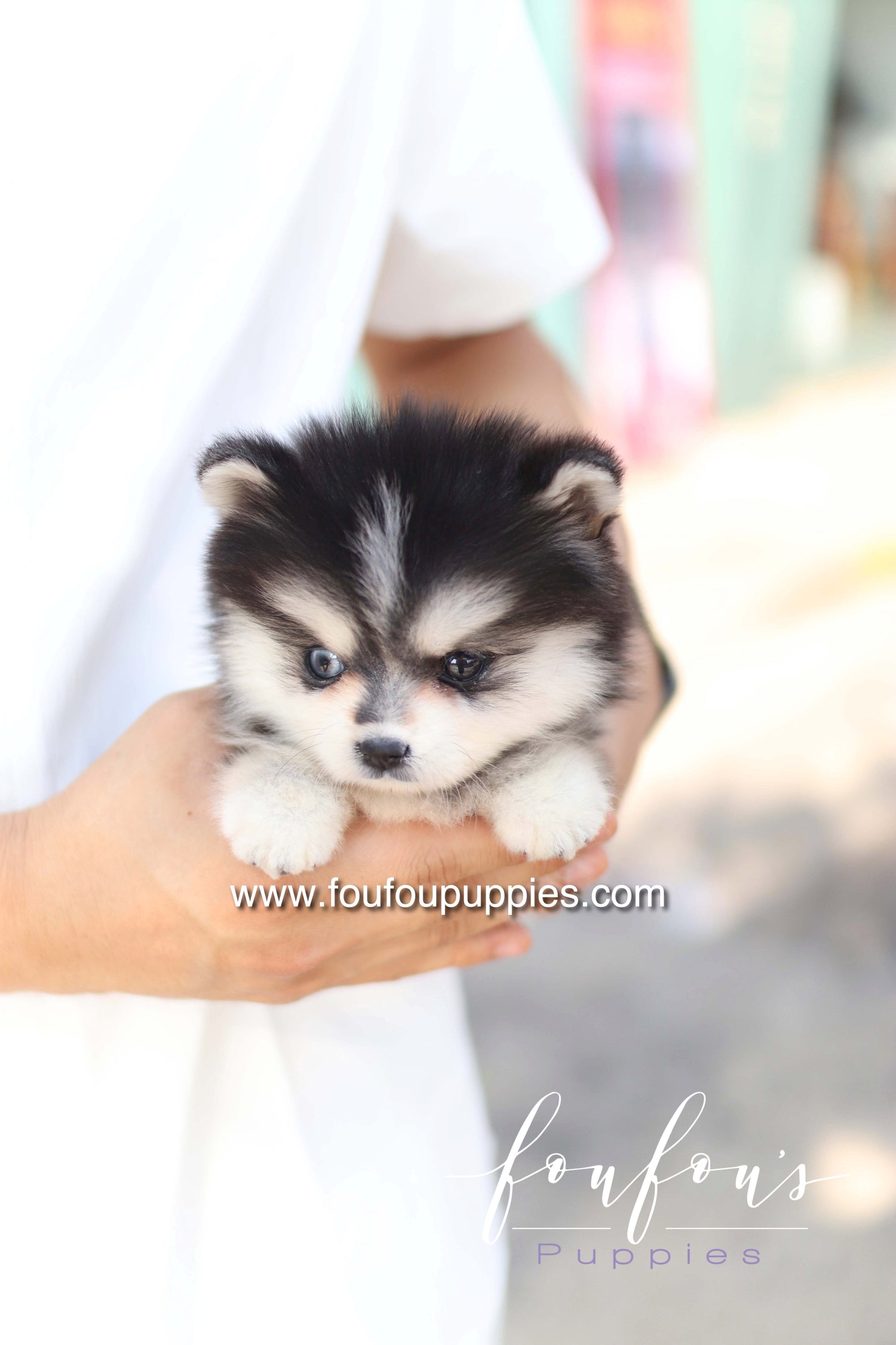 Moíshi - Pomsky M.