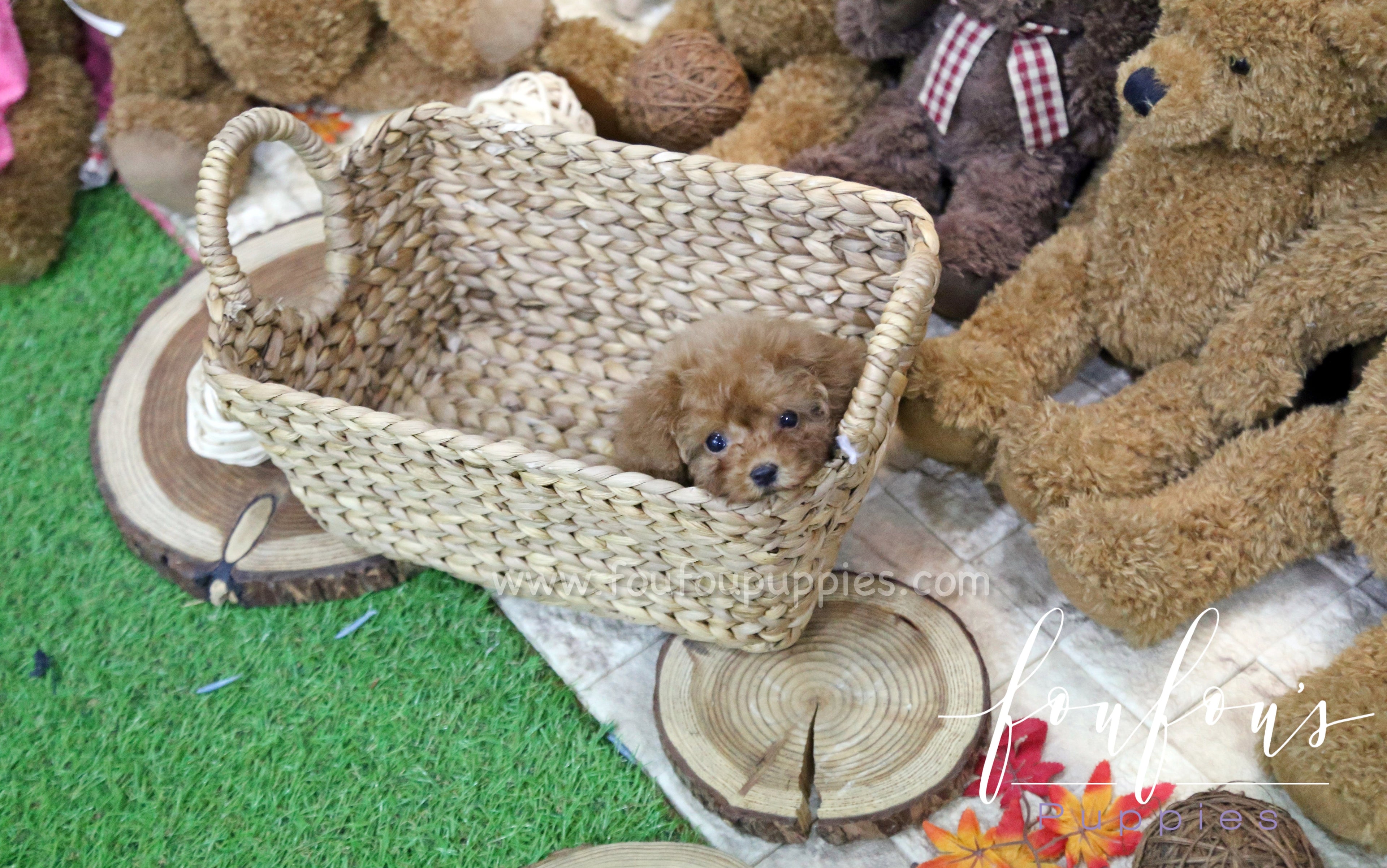 Dolly - Poodle F.