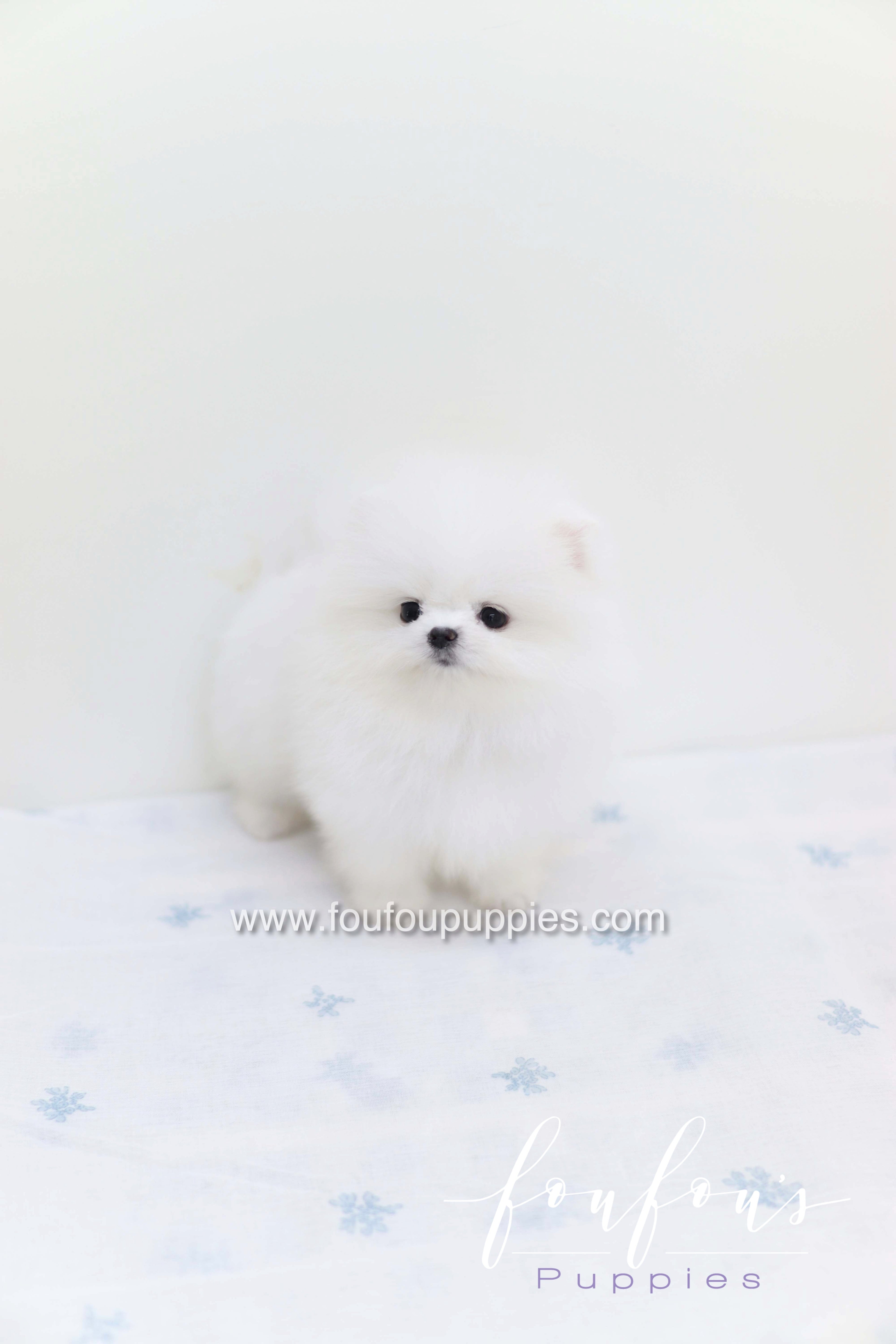 Boo - Pomeranian M.