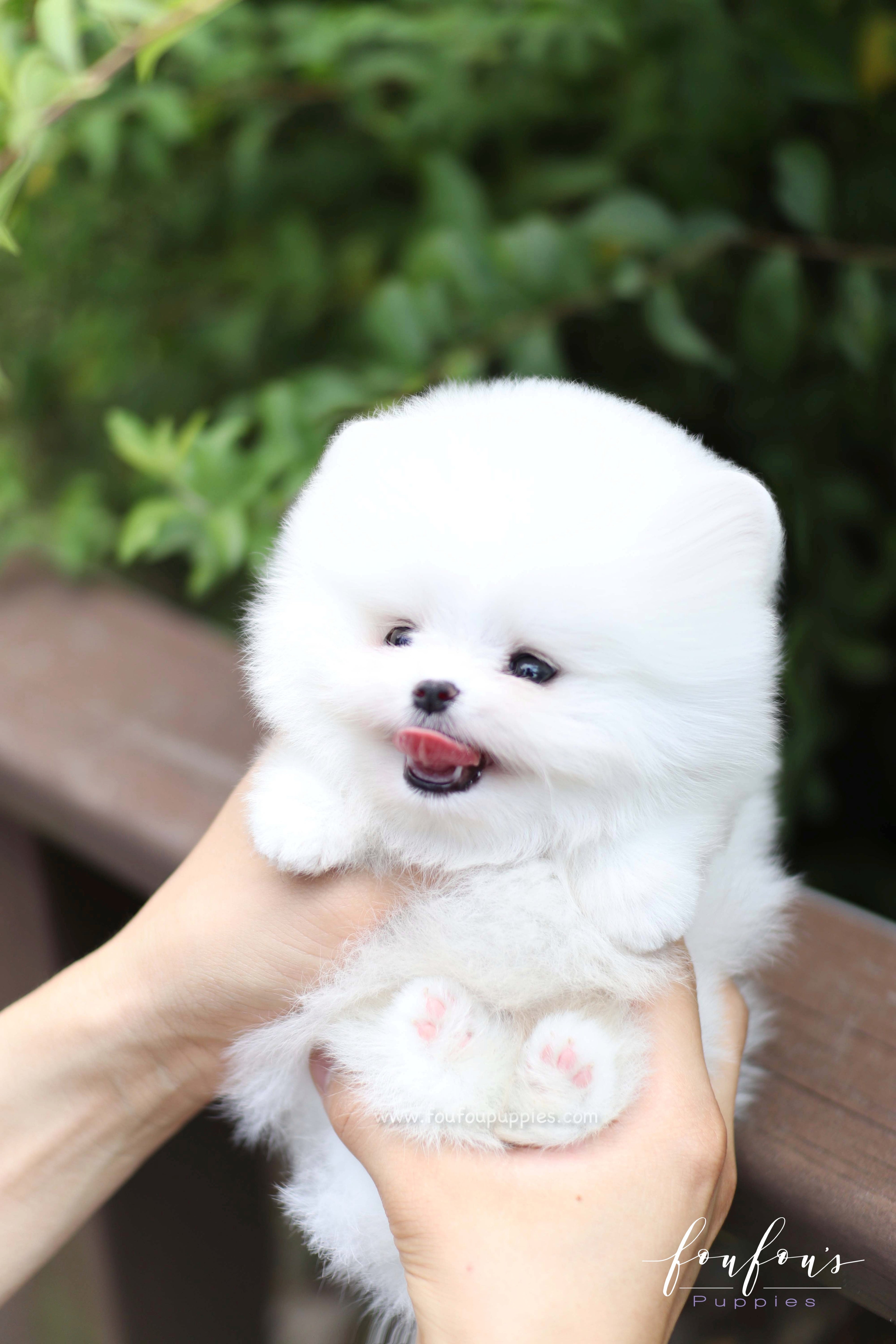 Nova - Pomeranian M.